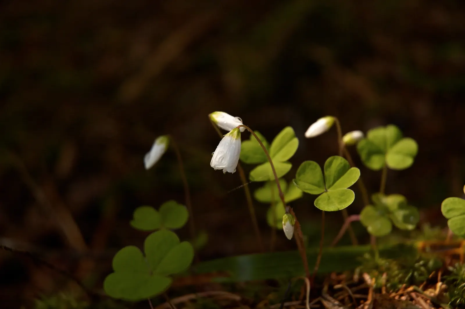 Wood Sorrel (Oxalis Acetosella) — multi-colored and white flowers in the garden