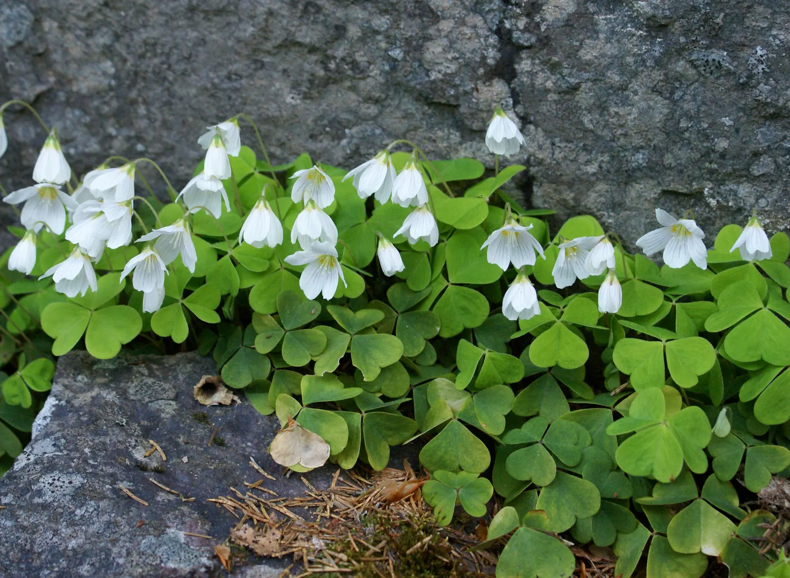 Wood Sorrel (Oxalis Acetosella) — Each flower spans roughly 0.5 to 1 inch in diameter