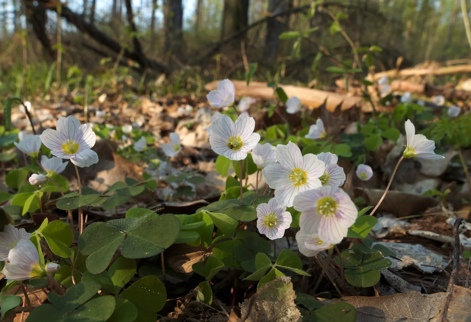 Wood Sorrel (Oxalis Acetosella) — each measuring approximately 0.5 to 1 inch across; reopening with the light of day.<br><br>When designing a, image 63