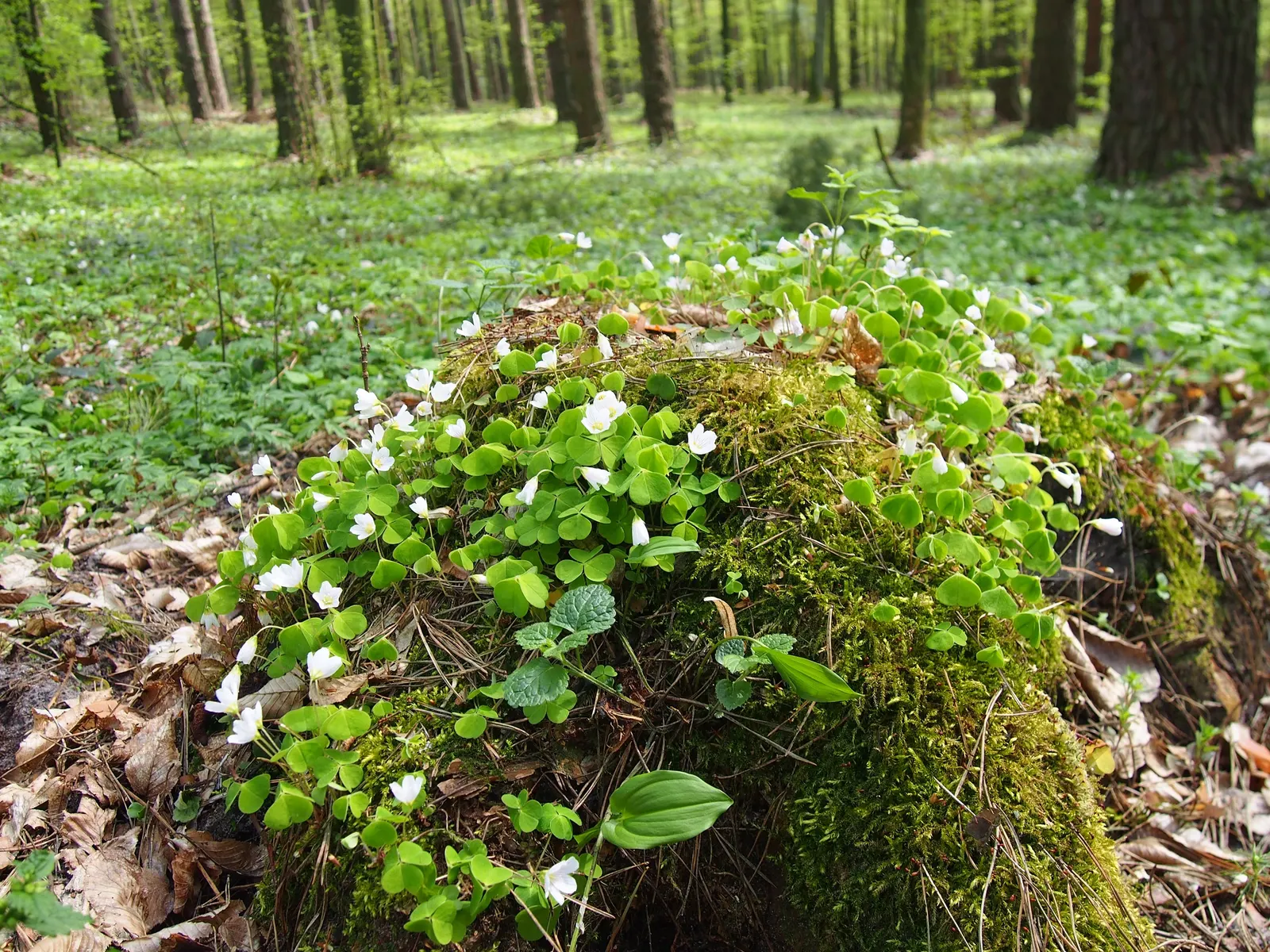 Wood Sorrel (Oxalis Acetosella) — Its low-maintenance and spreading habit create a visually appealing and cohesive green layer; adding a subtle pop of color