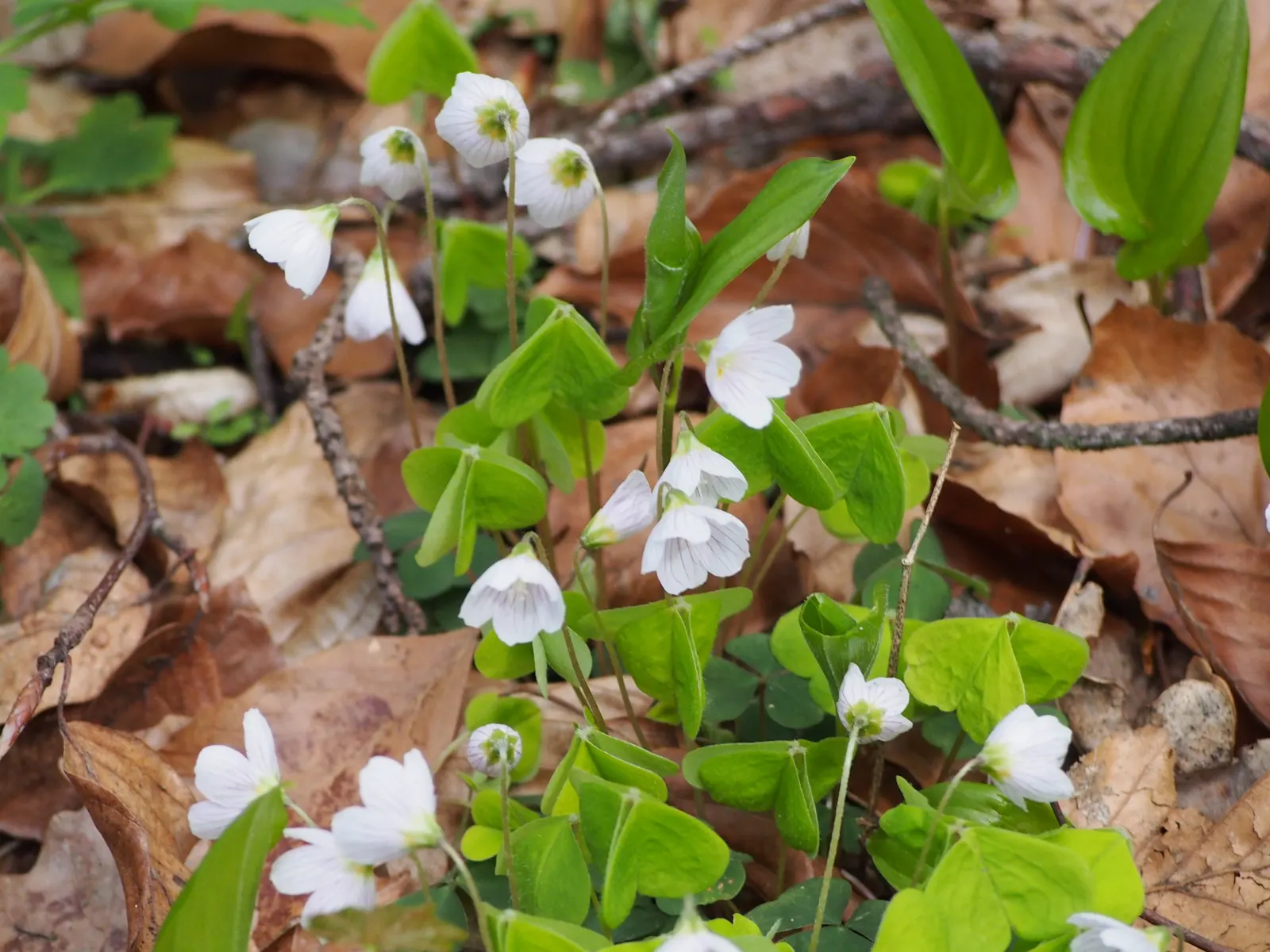 Wood Sorrel (Oxalis Acetosella) — Its trifoliate, clover-like leaves and delicate white, veined flowers give a woodland feel; adding a subtle pop, image 58