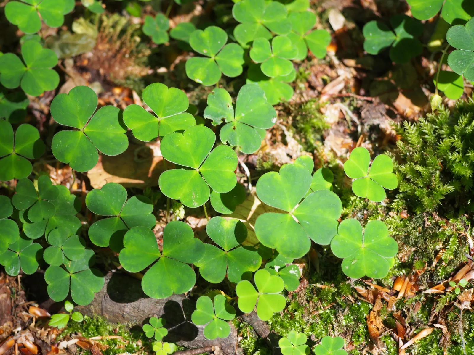 Wood Sorrel (Oxalis Acetosella) — perennial for full or half or shade