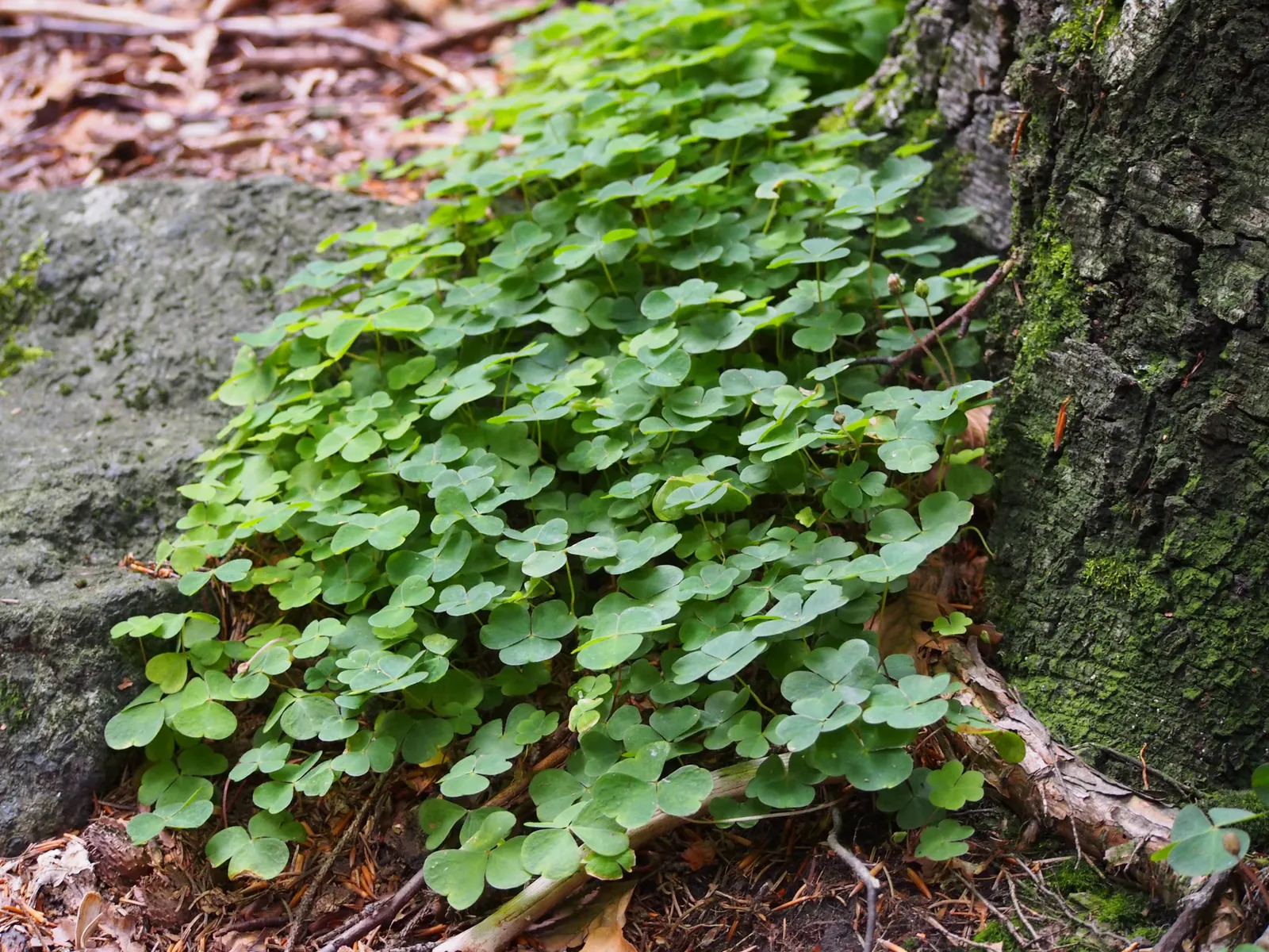 Wood Sorrel (Oxalis Acetosella) — making it an excellent choice for woodland gardens or shaded areas where many other plants may struggle; adding a subtle pop