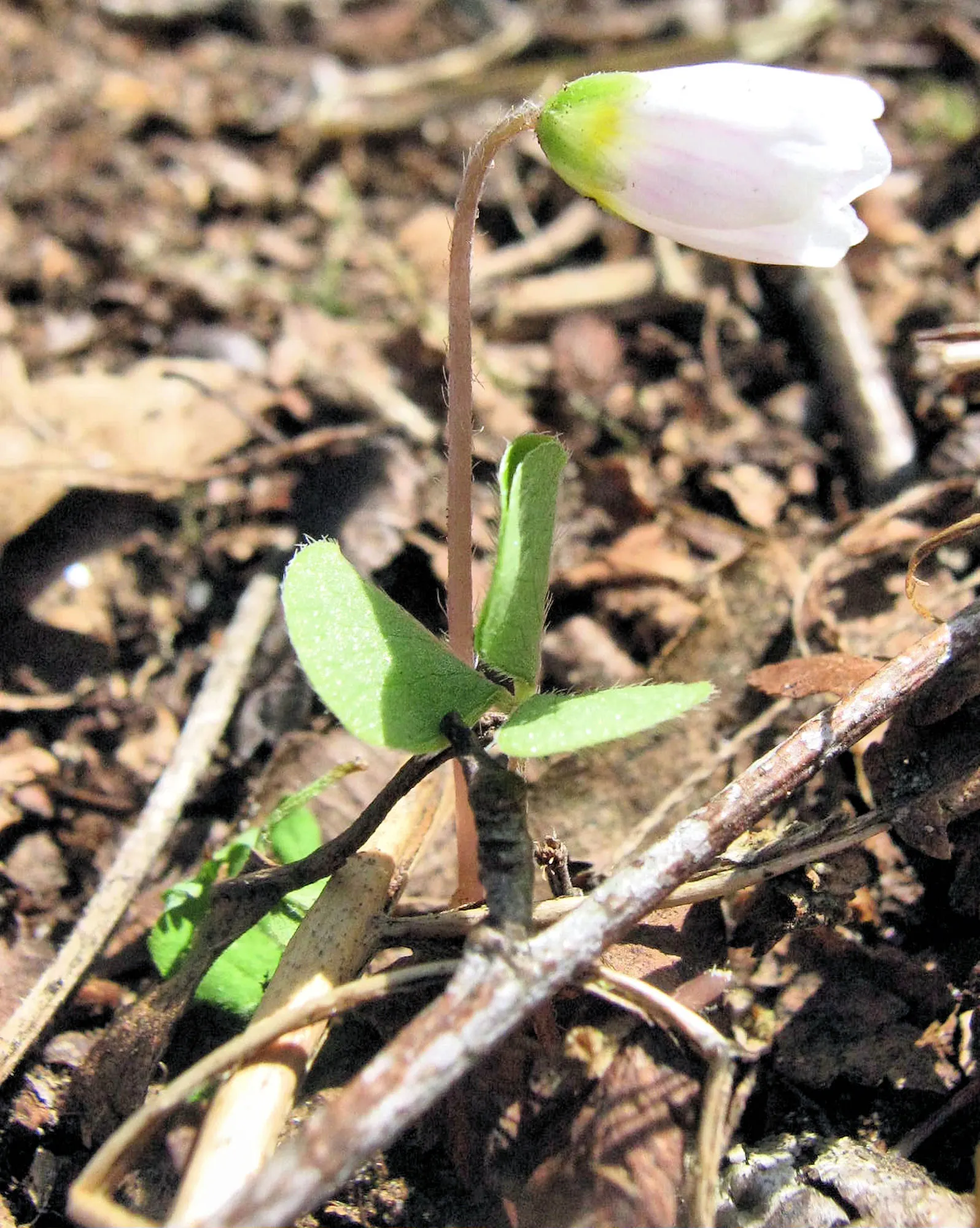 Wood Sorrel (Oxalis Acetosella) — multi-colored and white flowers in the garden; adding a subtle pop of color with their yellow centers, image 110
