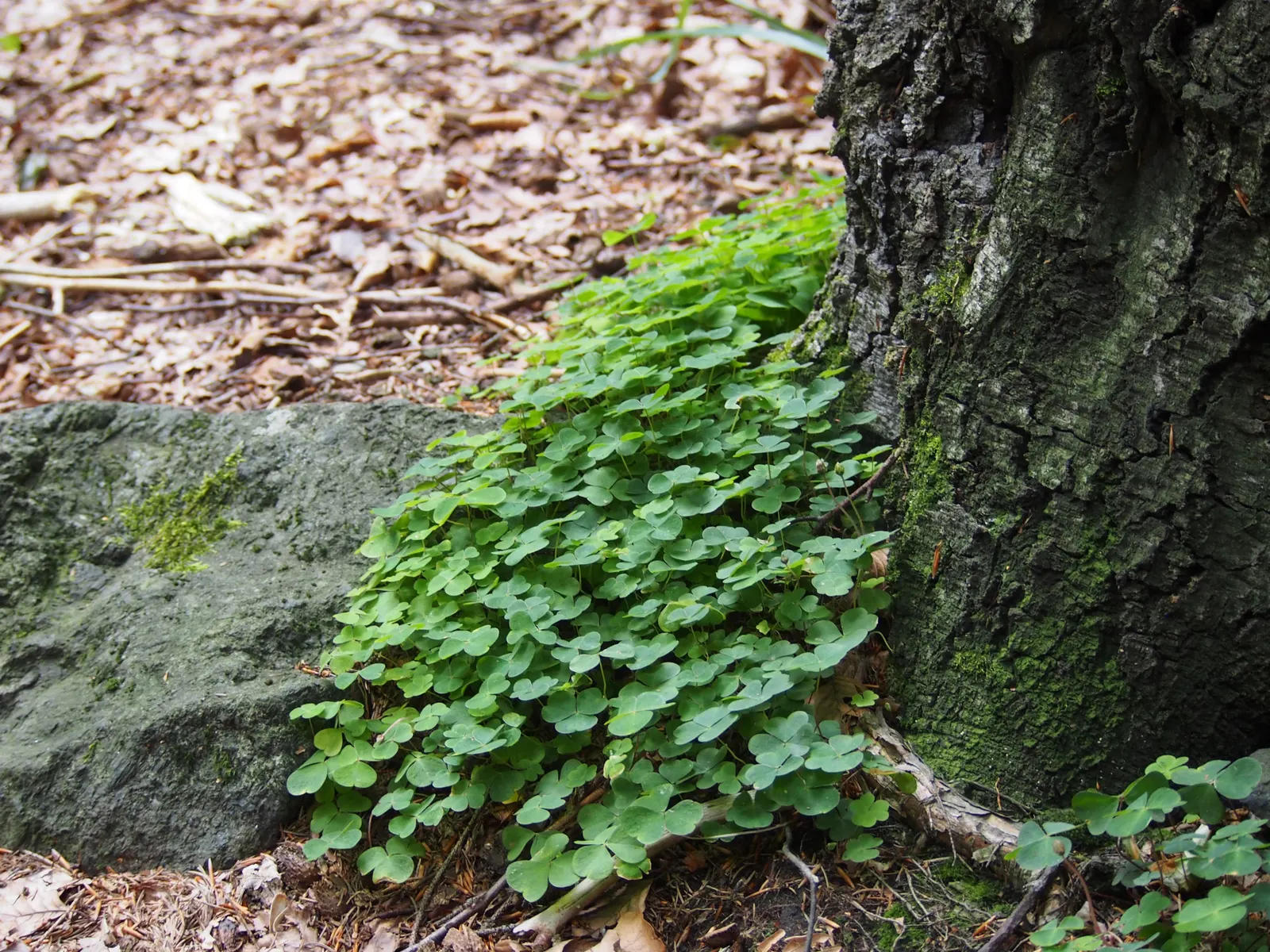 Wood Sorrel (Oxalis Acetosella) — meaning they fold up at night or in response to touch; hardy in zones 3-9, it spreads through rhizomes, making it, image 73