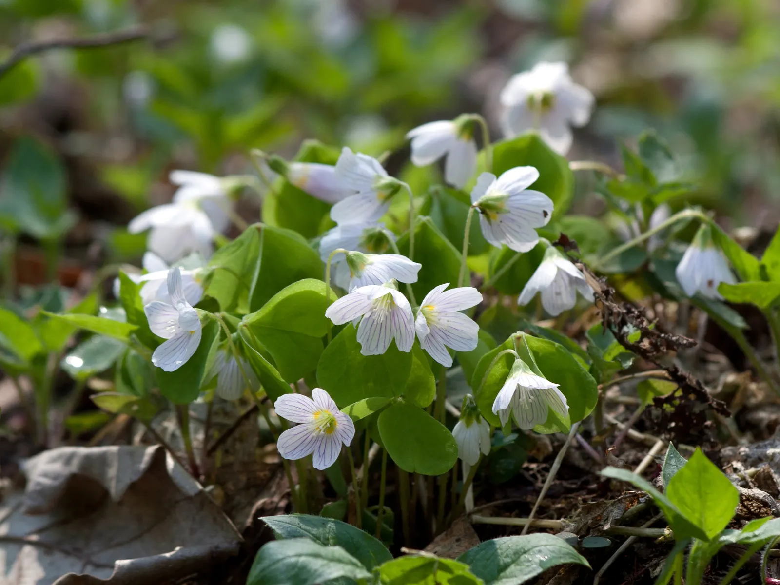Wood Sorrel (Oxalis Acetosella) — well-draining soils rich in organic matter and typically flourishes in USDA Hardiness Zones 3 through 9; reopening with the