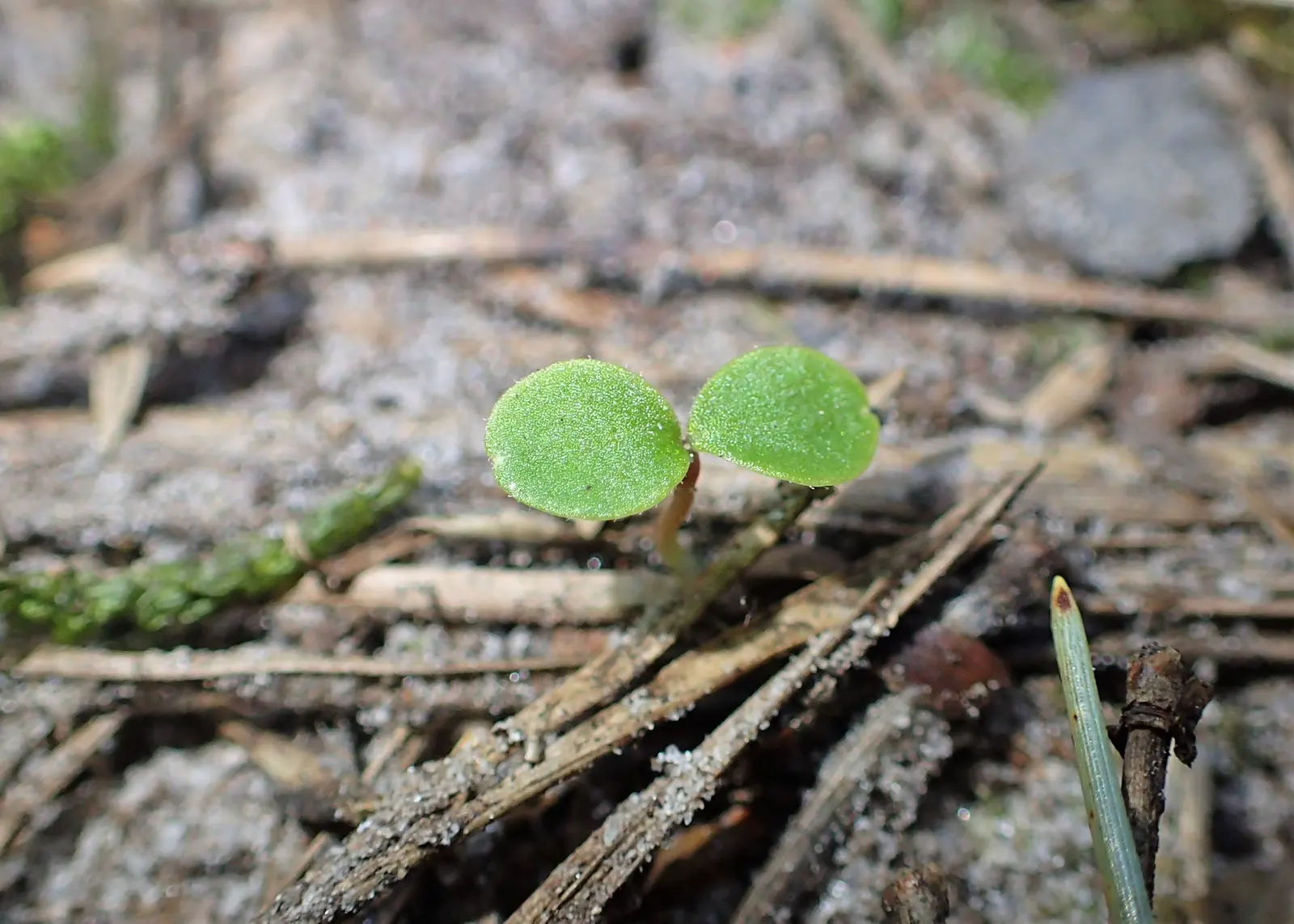 Wood Sorrel (Oxalis Acetosella) — perennial with multi-colored and white blooms; reopening with the light of day.<br><br>When designing a landscape, image 83