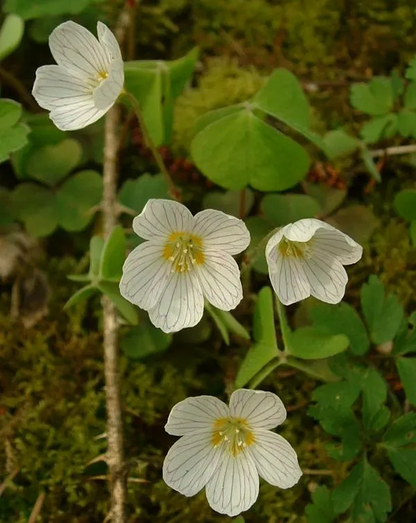 Wood Sorrel (Oxalis Acetosella) — Its low-maintenance and spreading habit create a visually appealing and cohesive green layer