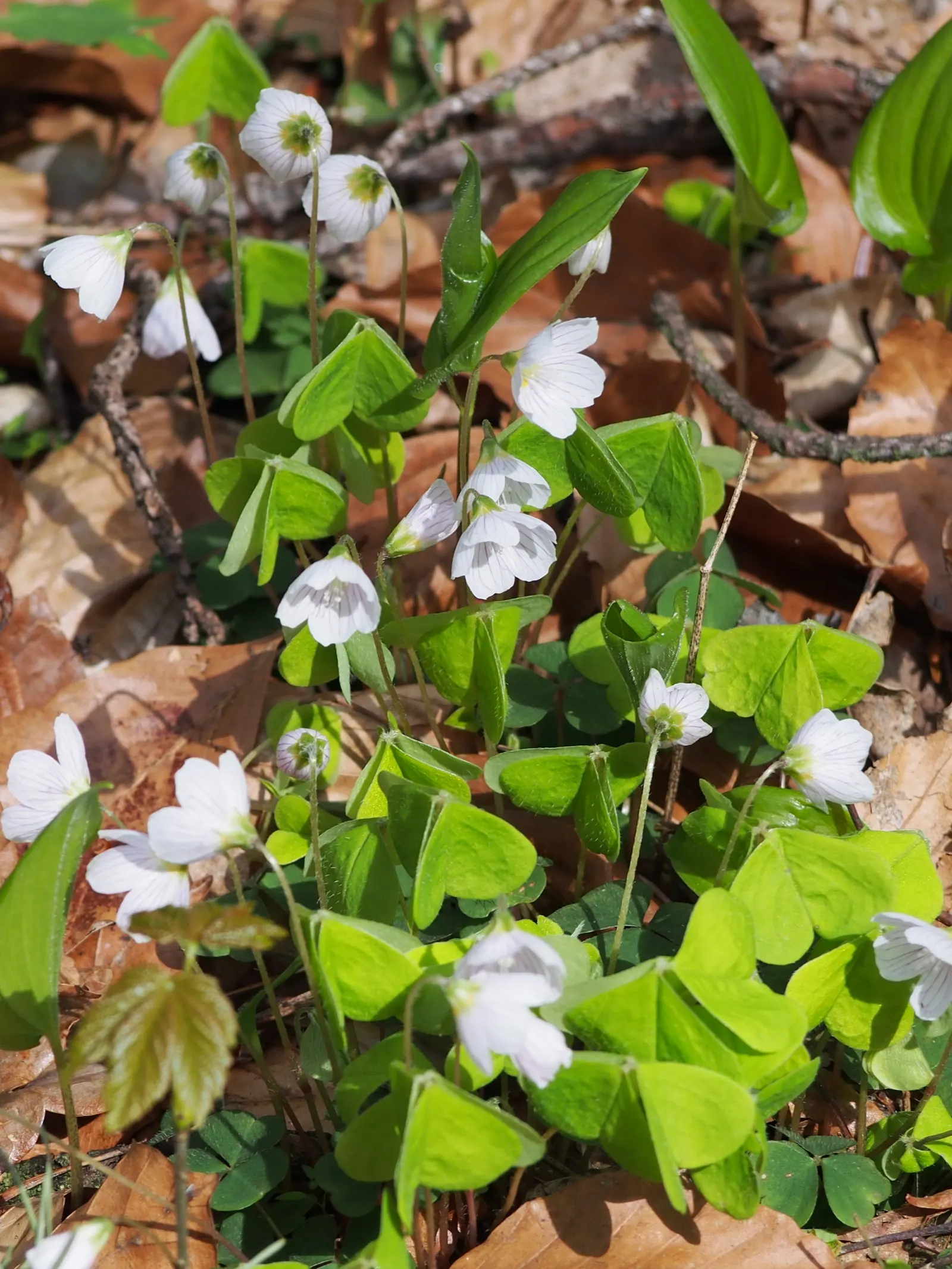 Wood Sorrel (Oxalis Acetosella) — veined flowers bloom from late spring to midsummer; adding a subtle pop of color with their yellow centers, image 150