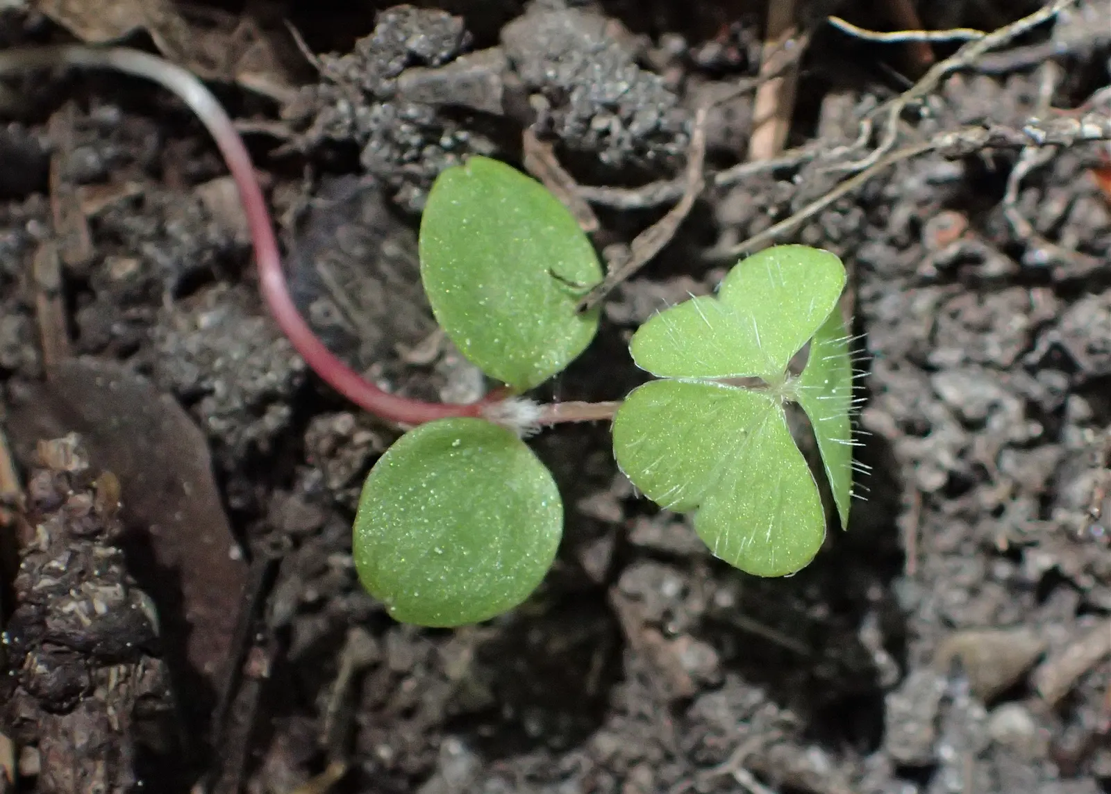 Wood Sorrel (Oxalis Acetosella) — and other shade-loving species; vibrant green it adds to shaded sections of their garden, image 132