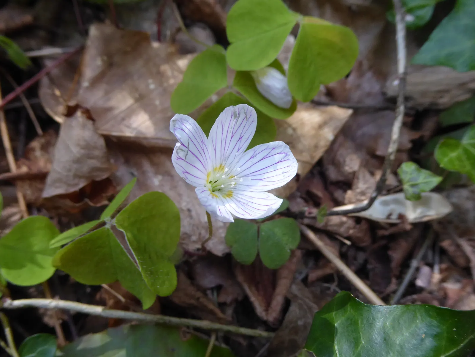 Wood Sorrel (Oxalis Acetosella) — reaching a modest height of 2-5 inches