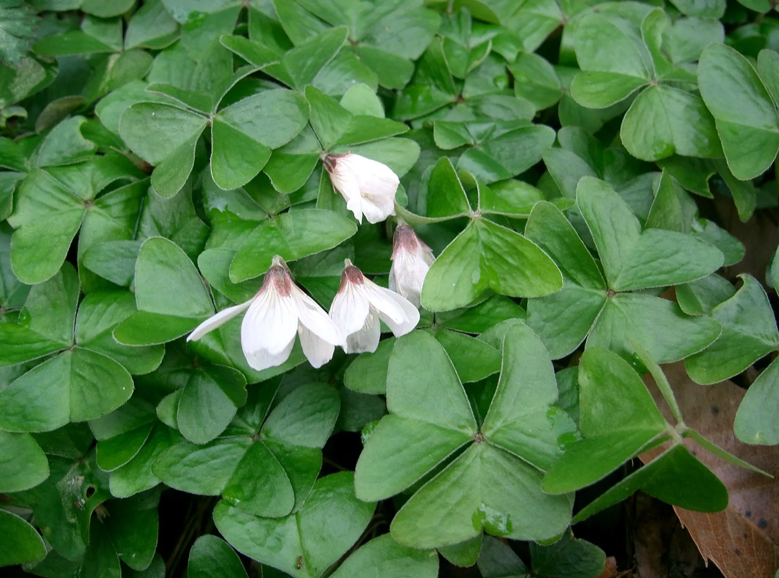 Wood Sorrel (Oxalis Acetosella) — adding a subtle pop of color with their yellow centers