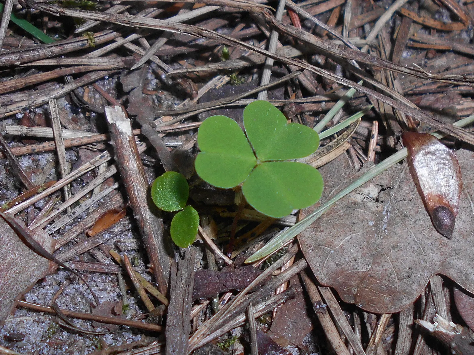 Wood Sorrel (Oxalis Acetosella) — Hardy in zones 3-9, it spreads through rhizomes, making it ideal for ground cover; vibrant green it adds to, image 88