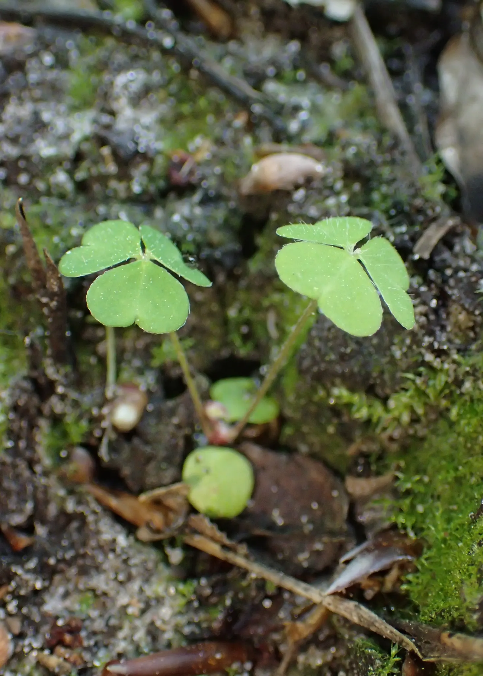 Wood Sorrel (Oxalis Acetosella) — Its low-maintenance and spreading habit create a visually appealing and cohesive green layer; adding a subtle pop, image 162