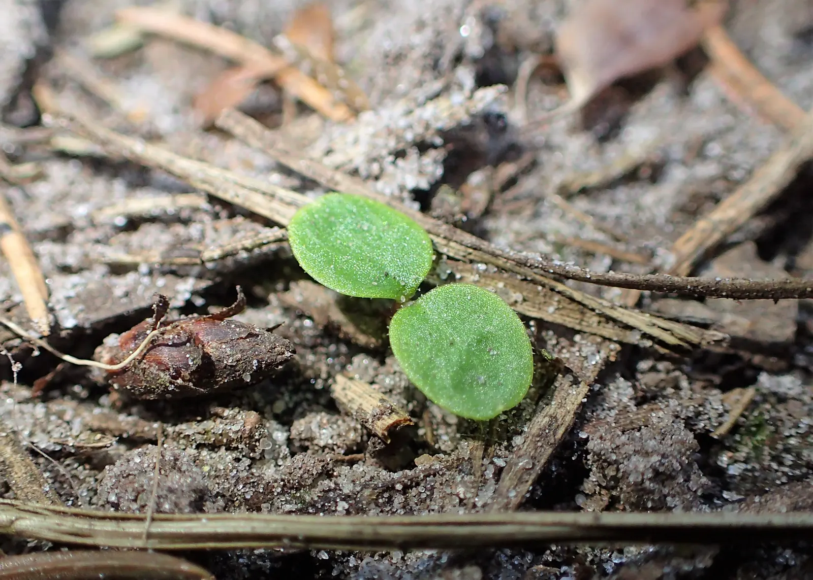 Wood Sorrel (Oxalis Acetosella) — reopening with the light of day.<br><br>When designing a landscape; adding a subtle pop of color with their, image 74