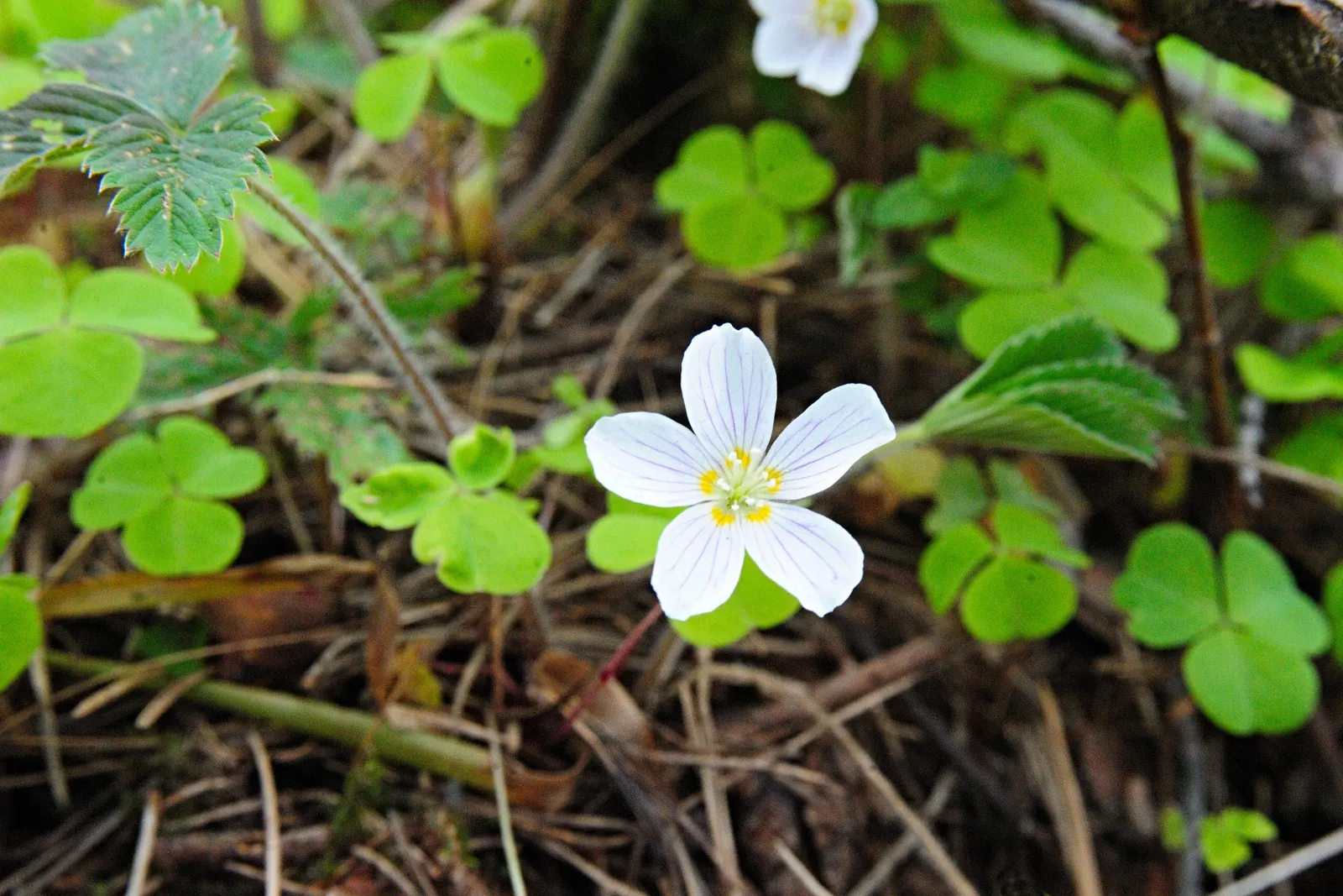 Wood Sorrel (Oxalis Acetosella) — multi-colored and white flowers in the garden; adding a subtle pop of color with their yellow centers, image 166