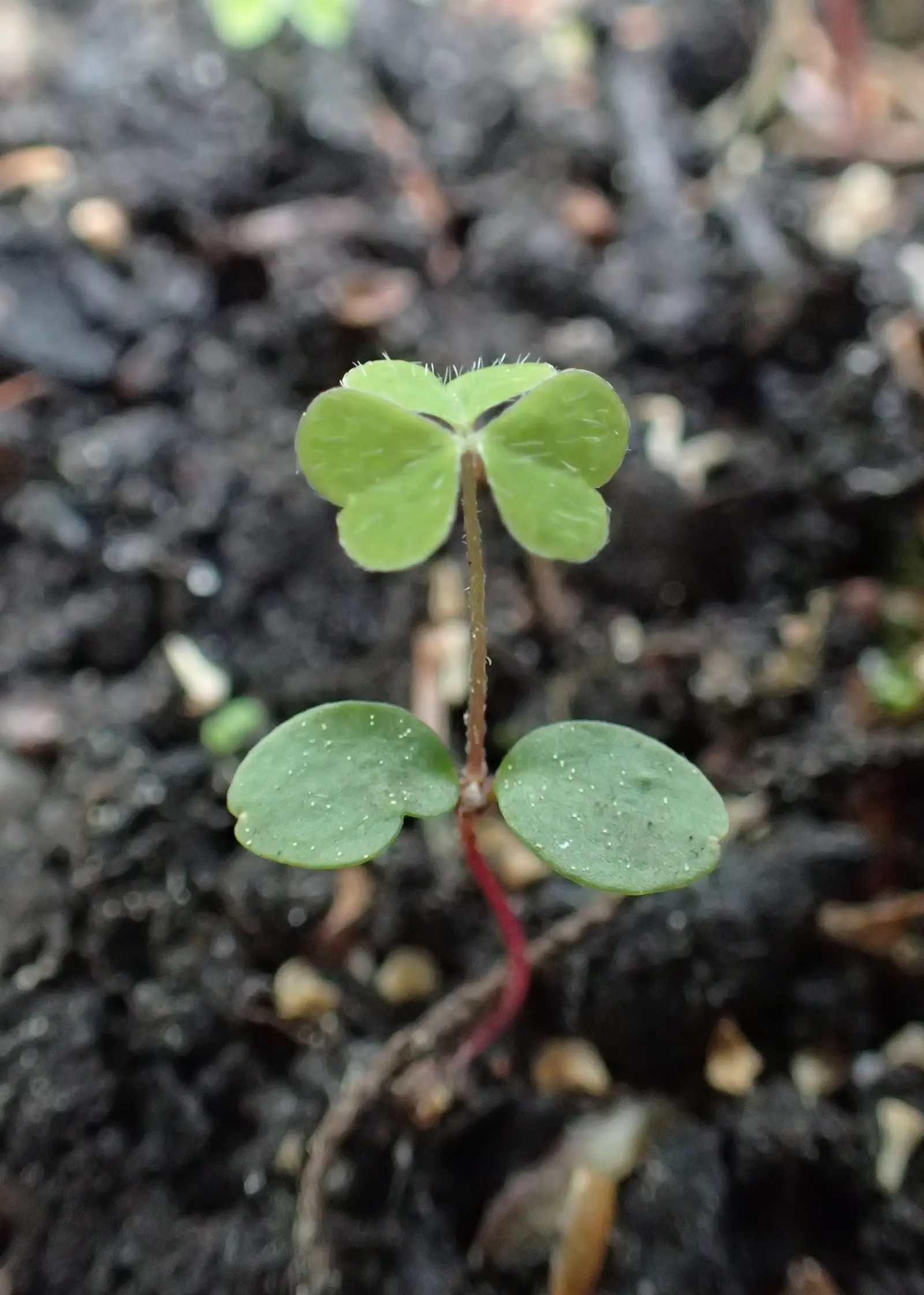 Wood Sorrel (Oxalis Acetosella) — well-draining soils rich in organic matter and typically flourishes in USDA Hardiness Zones 3 through 9, image 71