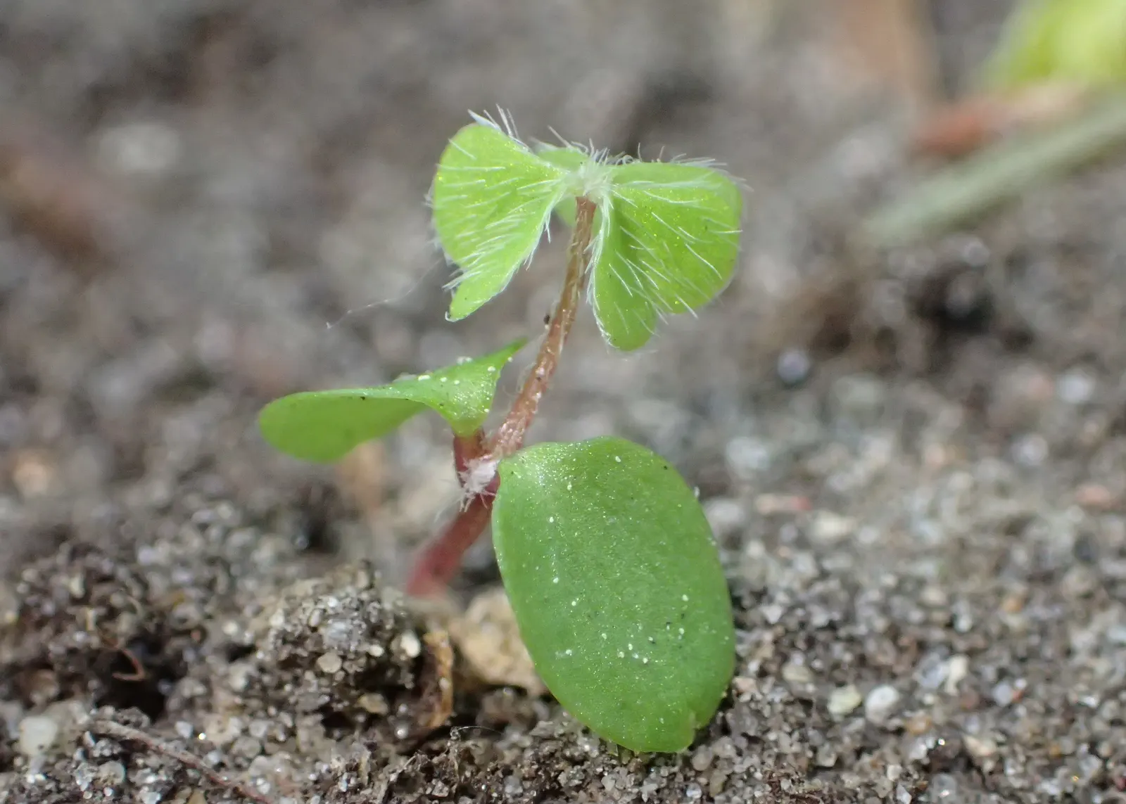 Wood Sorrel (Oxalis Acetosella) — With its trifoliate leaves that resemble shamrocks; adding a subtle pop of color with their yellow centers, image 118