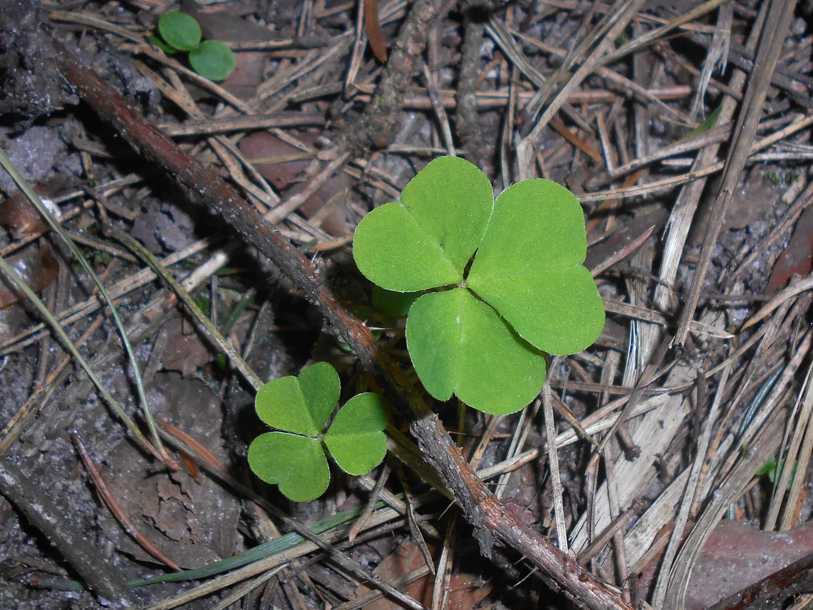 Wood Sorrel (Oxalis Acetosella) — perennial with multi-colored and white blooms; reopening with the light of day.<br><br>When designing a landscape, image 167