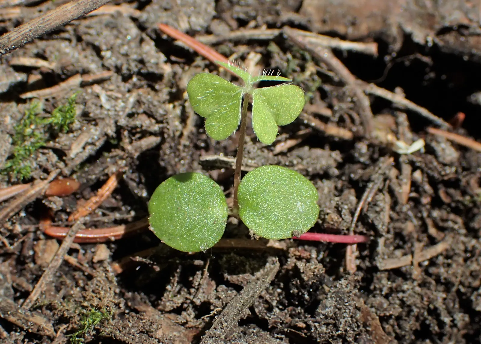Wood Sorrel (Oxalis Acetosella) — meaning they fold up at night or in response to touch; hardy in zones 3-9, it spreads through rhizomes, making it, image 101