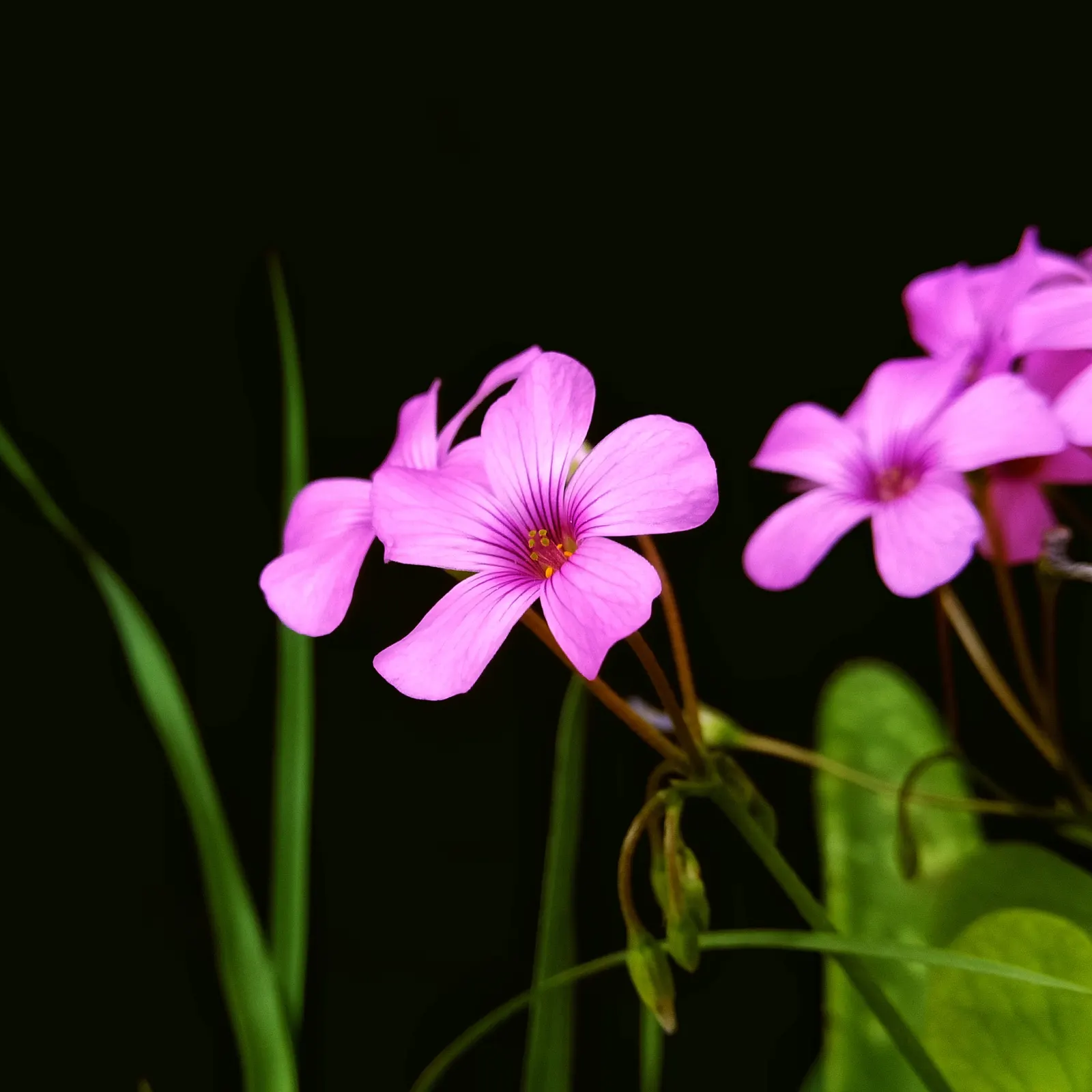 Wood Sorrel (Oxalis Acetosella) — while its modest height ensures it won't overshadow neighboring plants; reopening with the light of, image 79