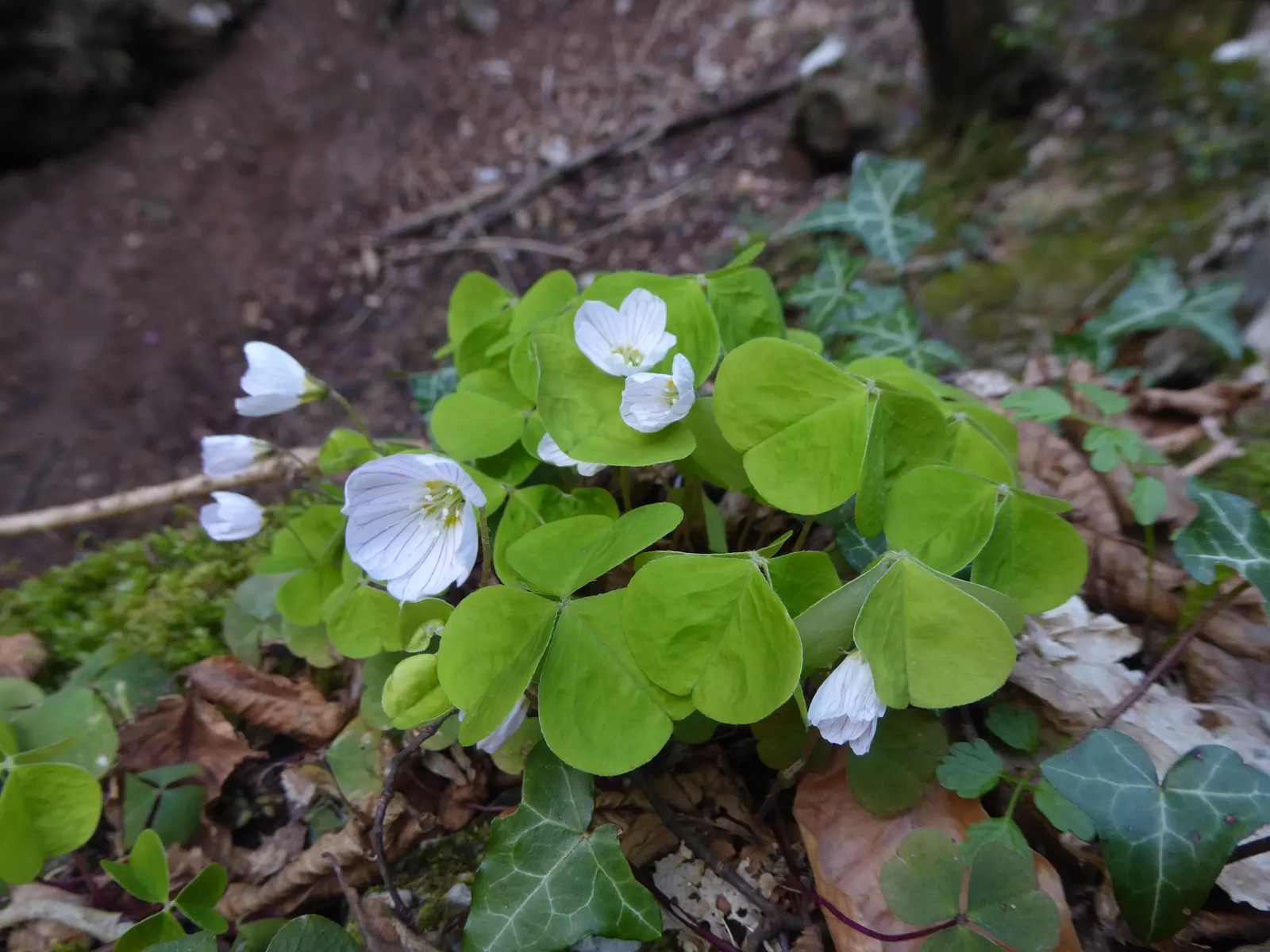 Wood Sorrel (Oxalis Acetosella) — well-draining soils rich in organic matter and typically flourishes in USDA Hardiness Zones 3 through 9, image 99