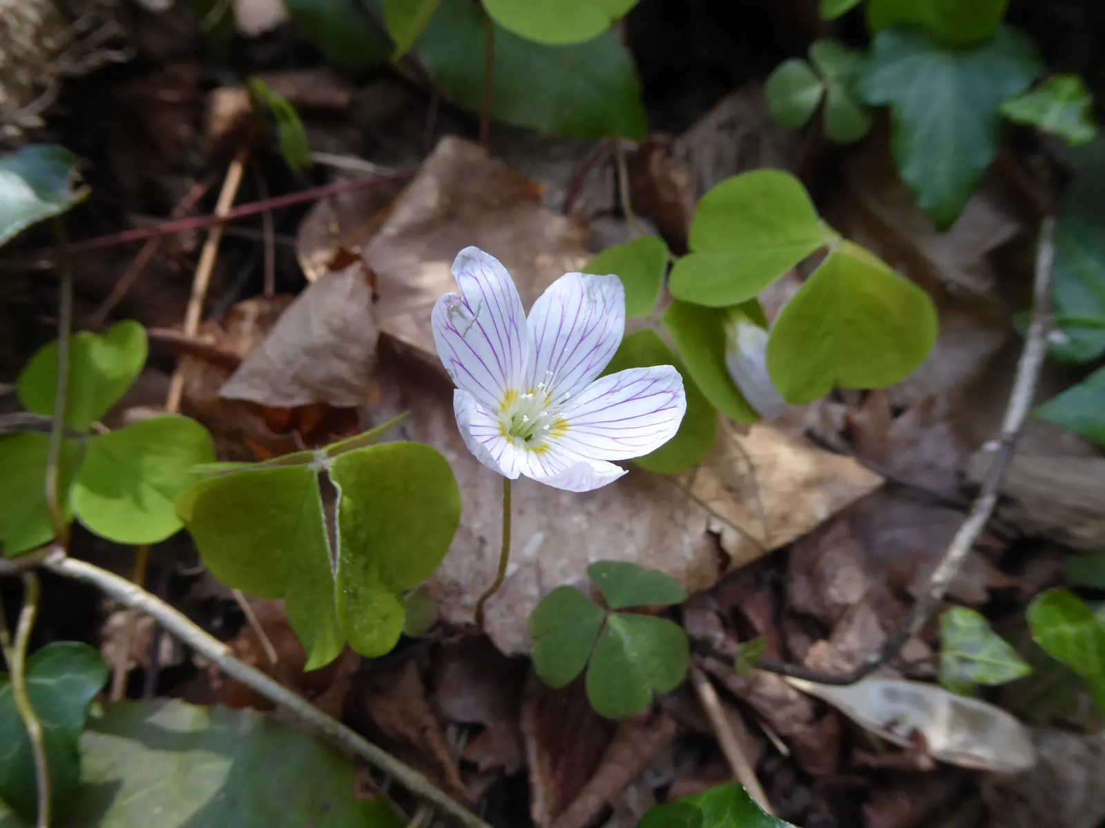 Wood Sorrel (Oxalis Acetosella) — perennial with multi-colored and white blooms; reopening with the light of day.<br><br>When designing a landscape, image 139
