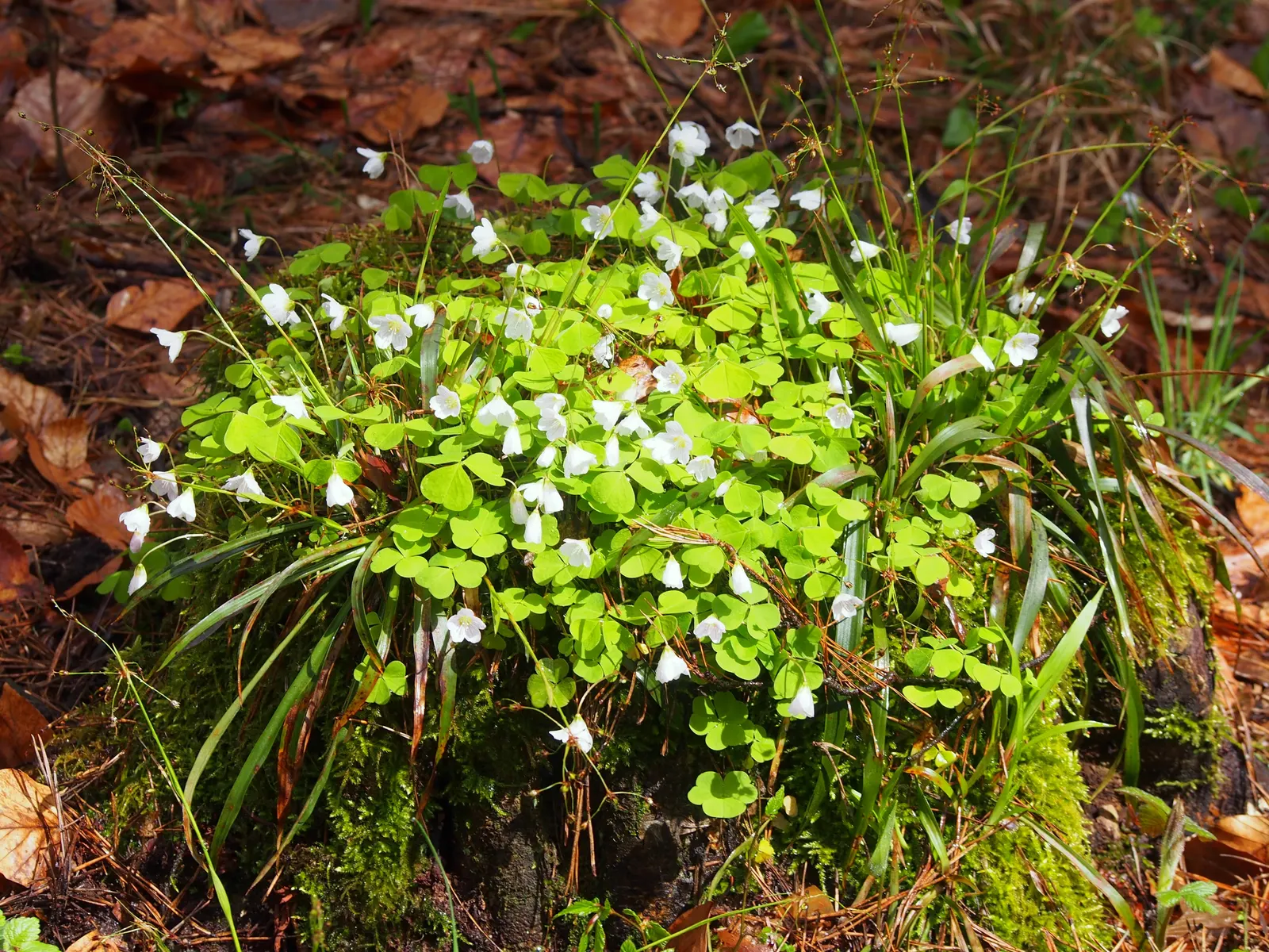Wood Sorrel (Oxalis Acetosella) — reaching a modest height of 2-5 inches; hardy in zones 3-9, it spreads through rhizomes, making it ideal for, image 85