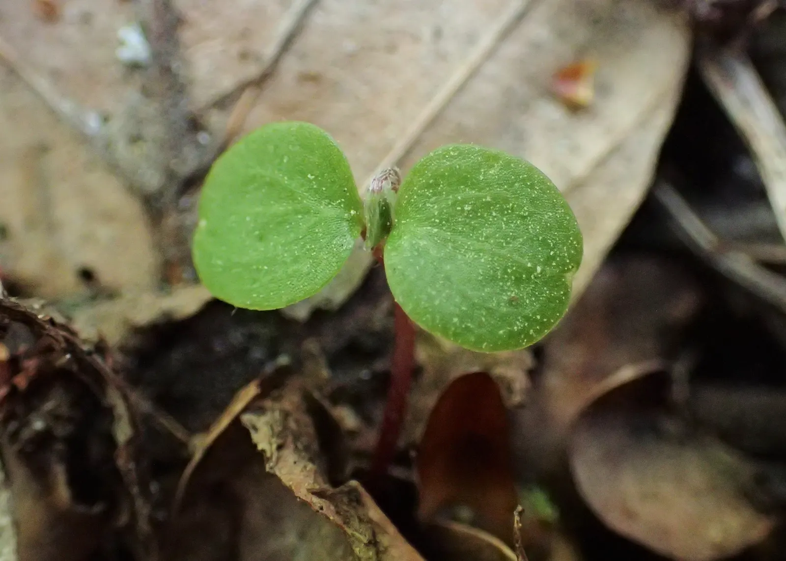 Wood Sorrel (Oxalis Acetosella) — vibrant green it adds to shaded sections of their garden; hardy in zones 3-9, it spreads through rhizomes, making it ideal