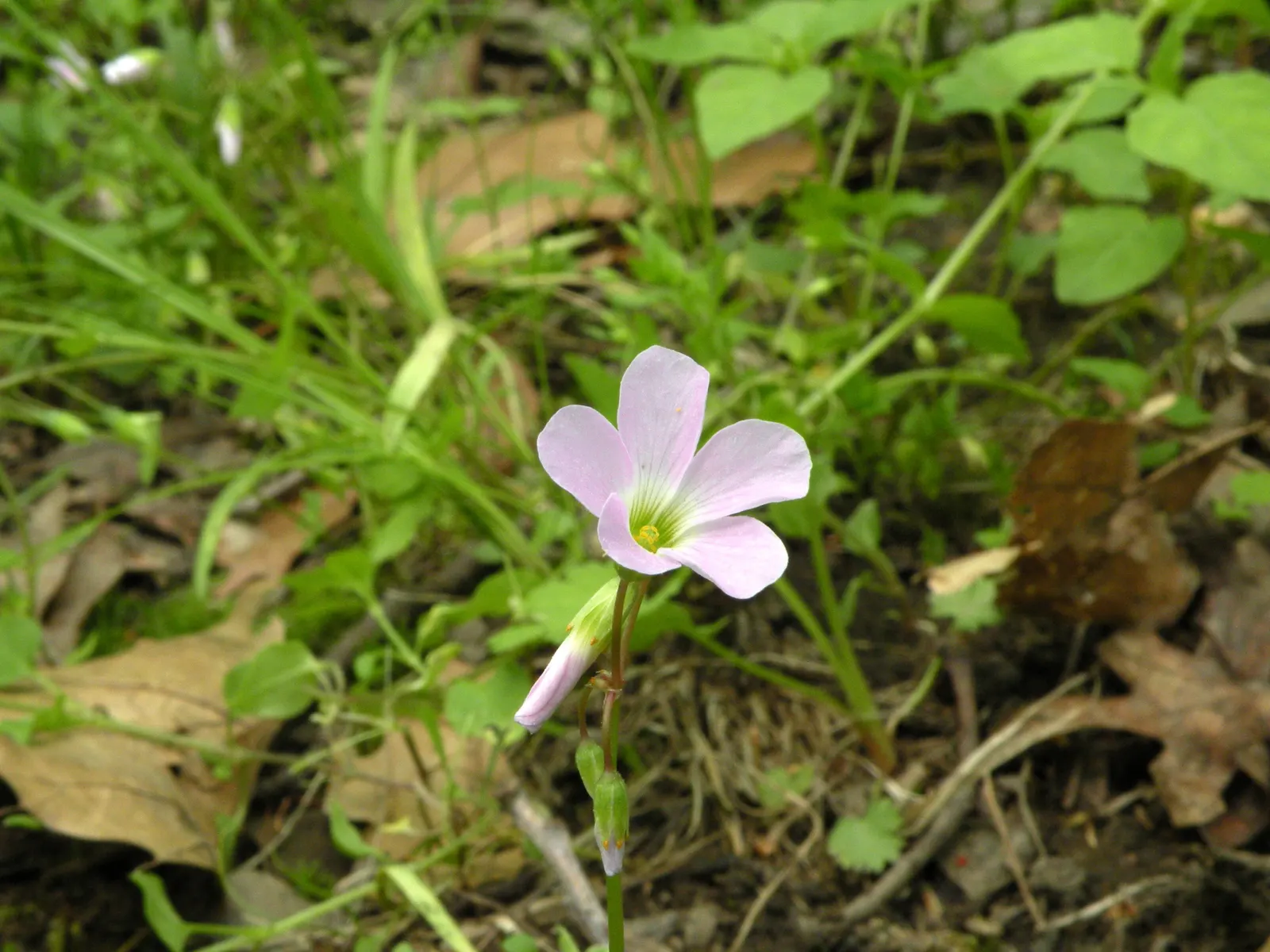 Wood Sorrel (Oxalis Acetosella) — held aloft on stems that rise just above the foliage.<br><br>Wood Sorrel prefers partial to full shade; hardy in, image 97