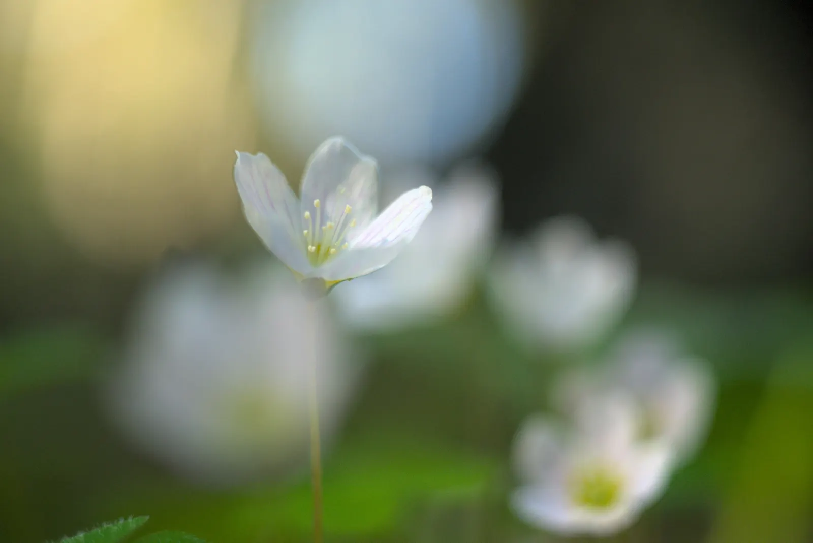 Wood Sorrel (Oxalis Acetosella) — Preferring partial to full shade, it thrives in well-drained, acidic soil; reopening with the light of, image 143