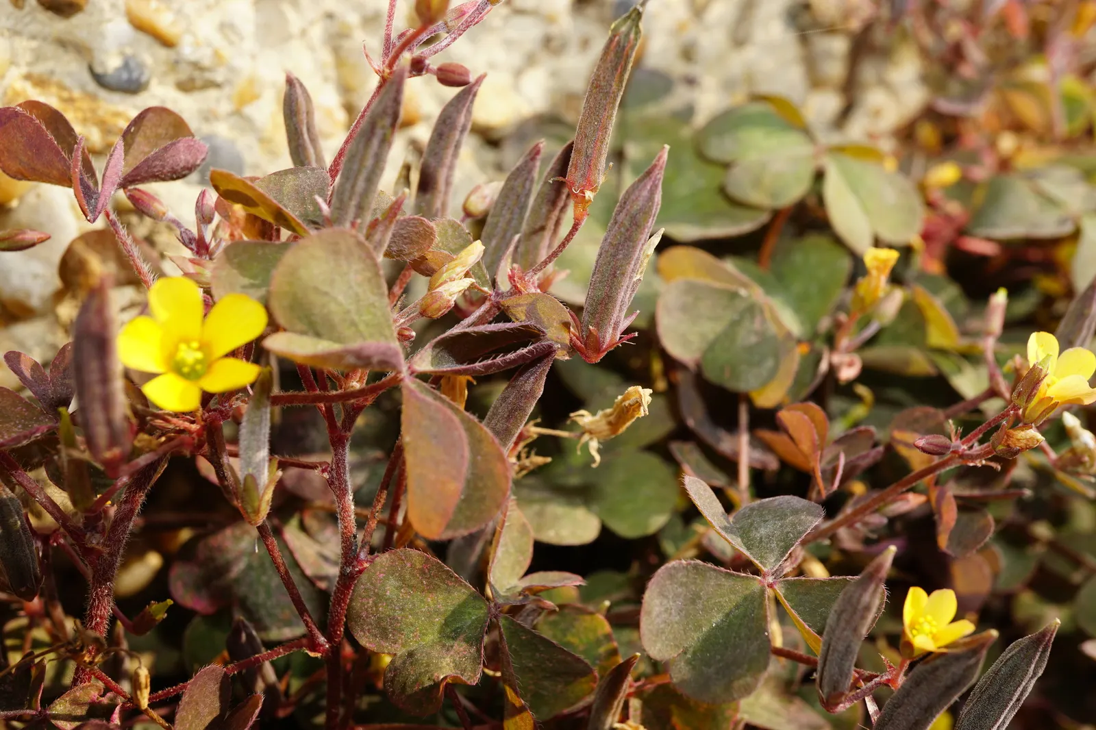 Wood Sorrel (Oxalis Acetosella) — adding a subtle pop of color with their yellow centers; reopening with the light of day.<br><br>When designing a, image 95