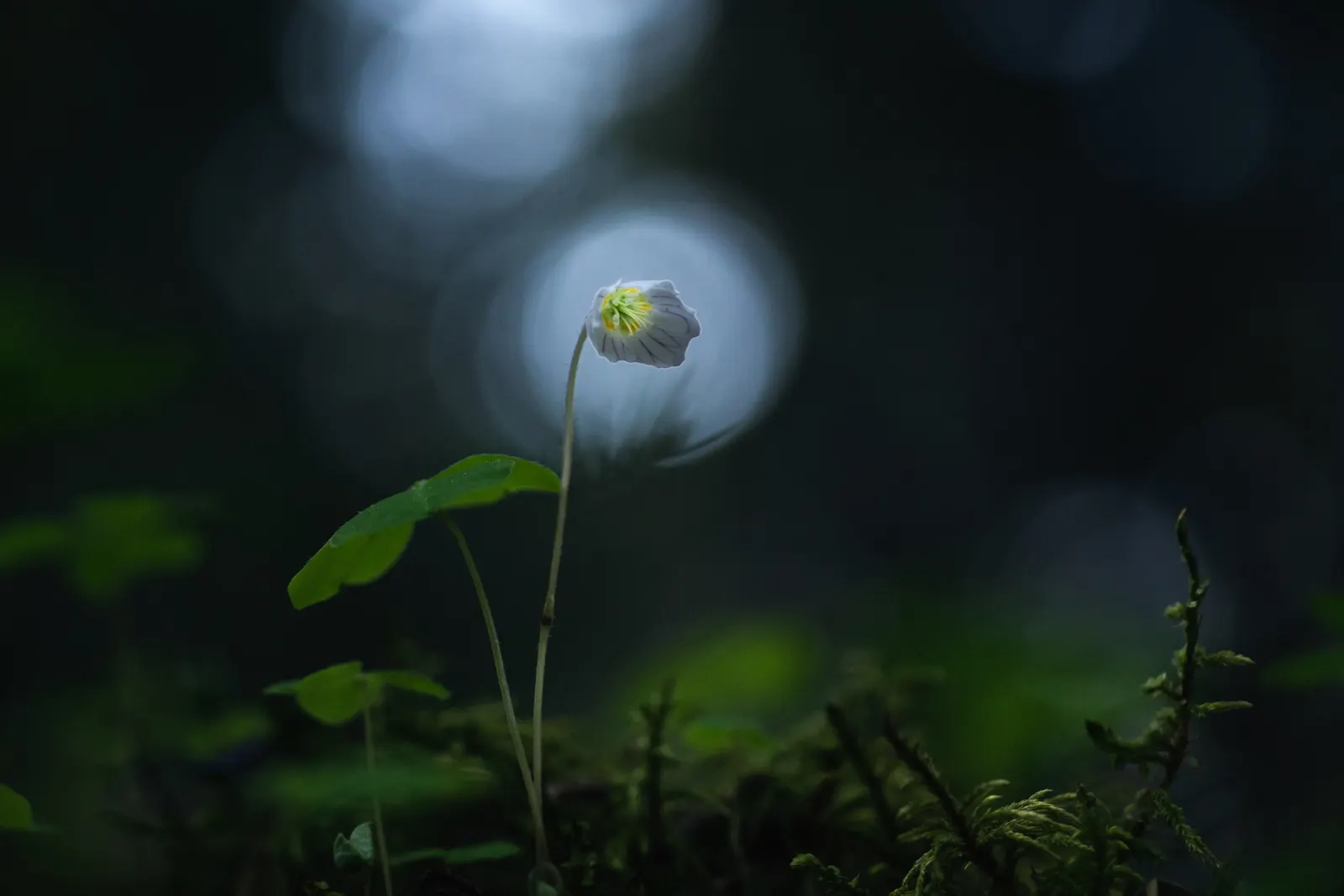 Wood Sorrel (Oxalis Acetosella) — Hardy in zones 3-9, it spreads through rhizomes, making it ideal for ground cover; vibrant green it adds to, image 60