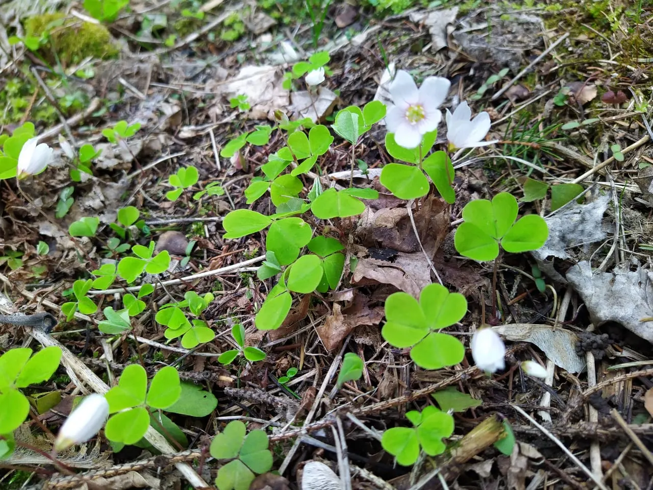Wood Sorrel (Oxalis Acetosella) — meaning they fold up at night or in response to touch; hardy in zones 3-9, it spreads through rhizomes, making it ideal for