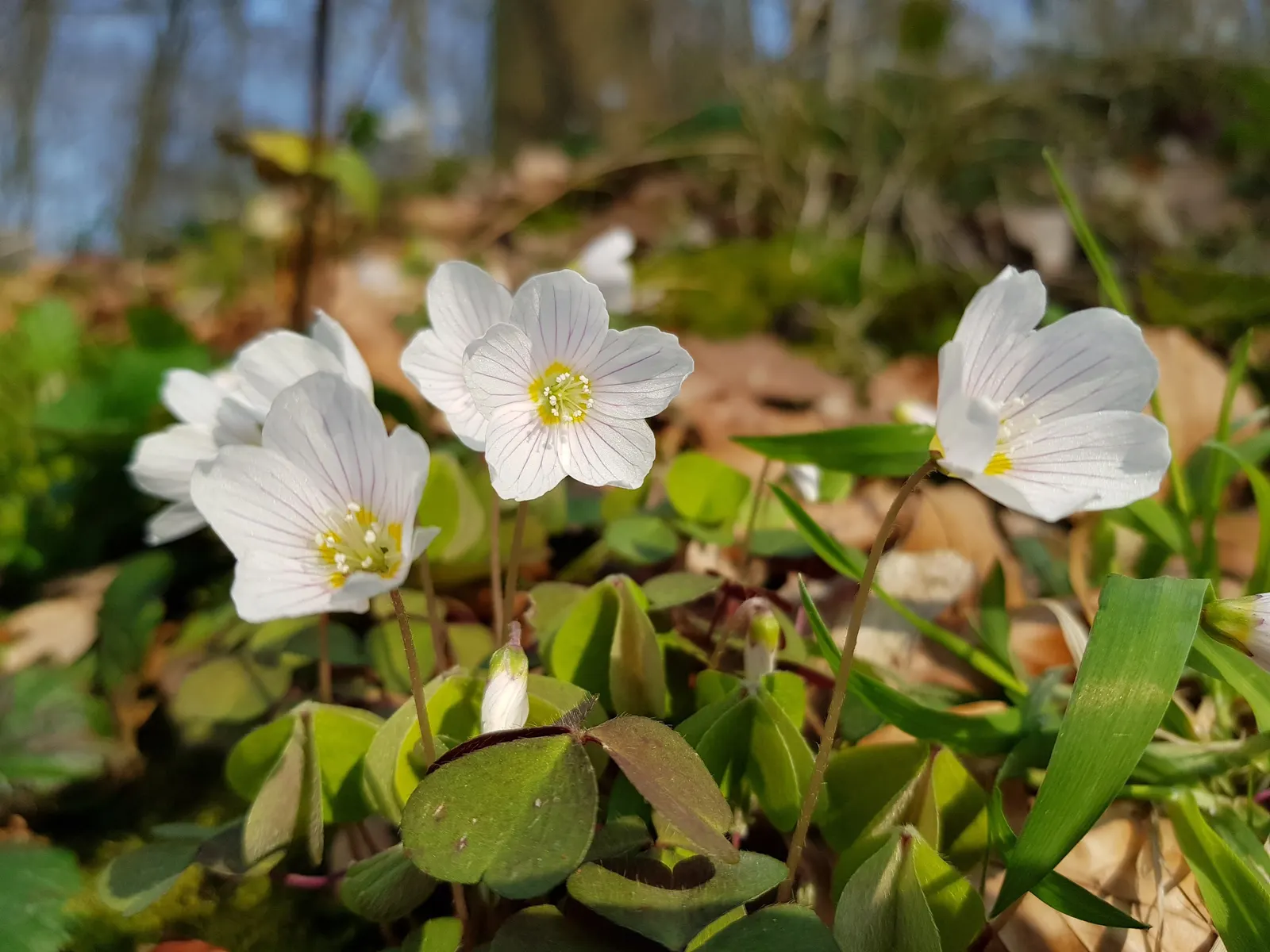Wood Sorrel (Oxalis Acetosella) — meaning they fold up at night or in response to touch