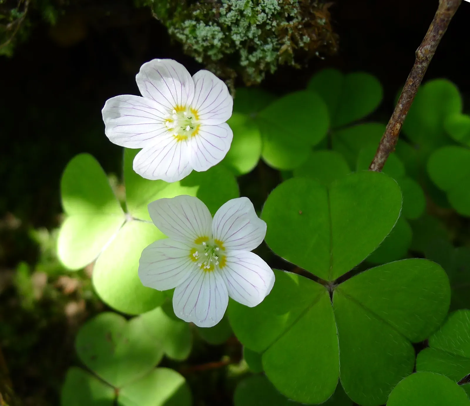 Wood Sorrel (Oxalis Acetosella) — This plant is not only aesthetically pleasing but also fascinating; its leaves exhibit nyctinasty; vibrant green, image 128