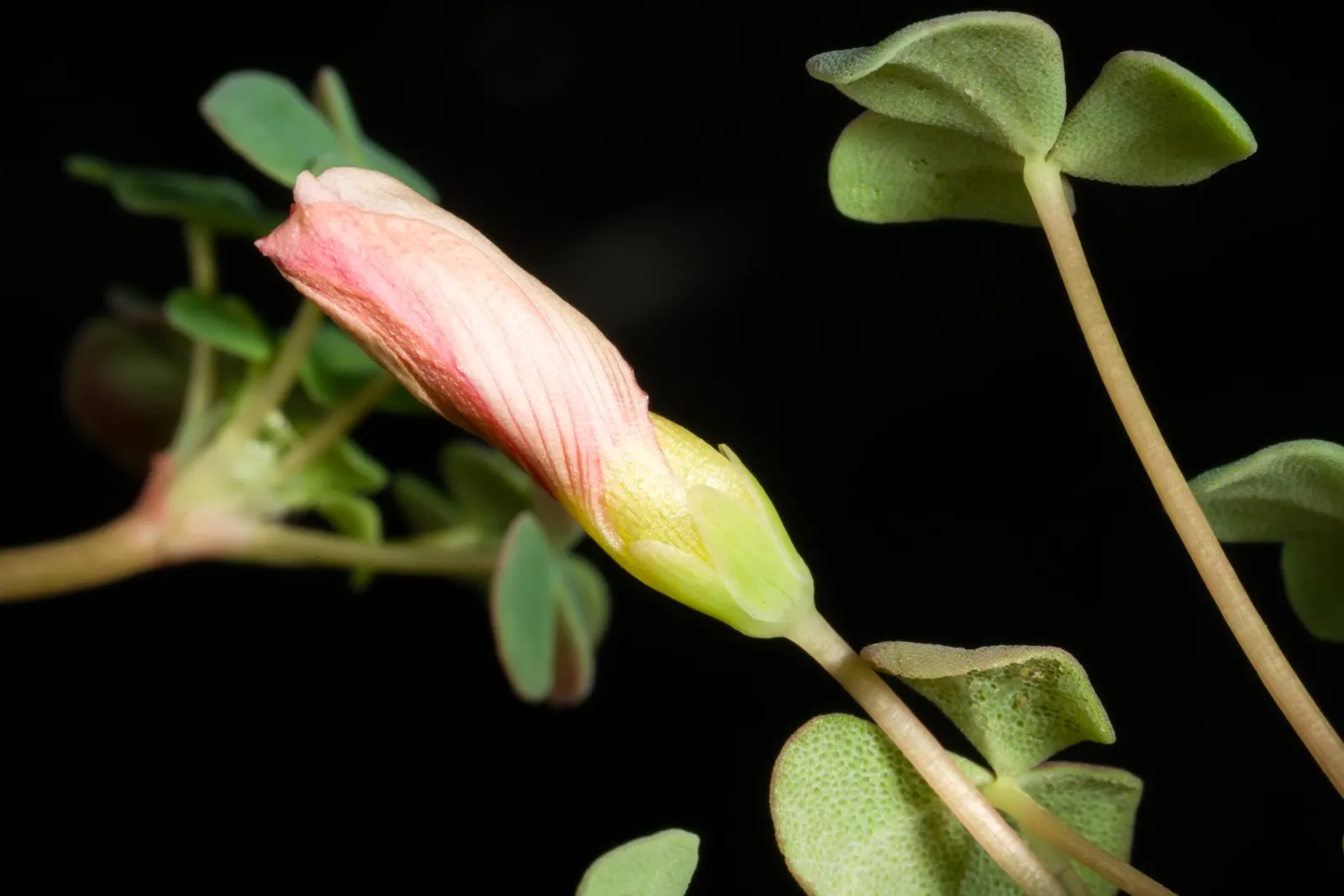 Wood Sorrel (Oxalis Acetosella) — reaching a modest height of 2-5 inches; hardy in zones 3-9, it spreads through rhizomes, making it ideal for ground cover