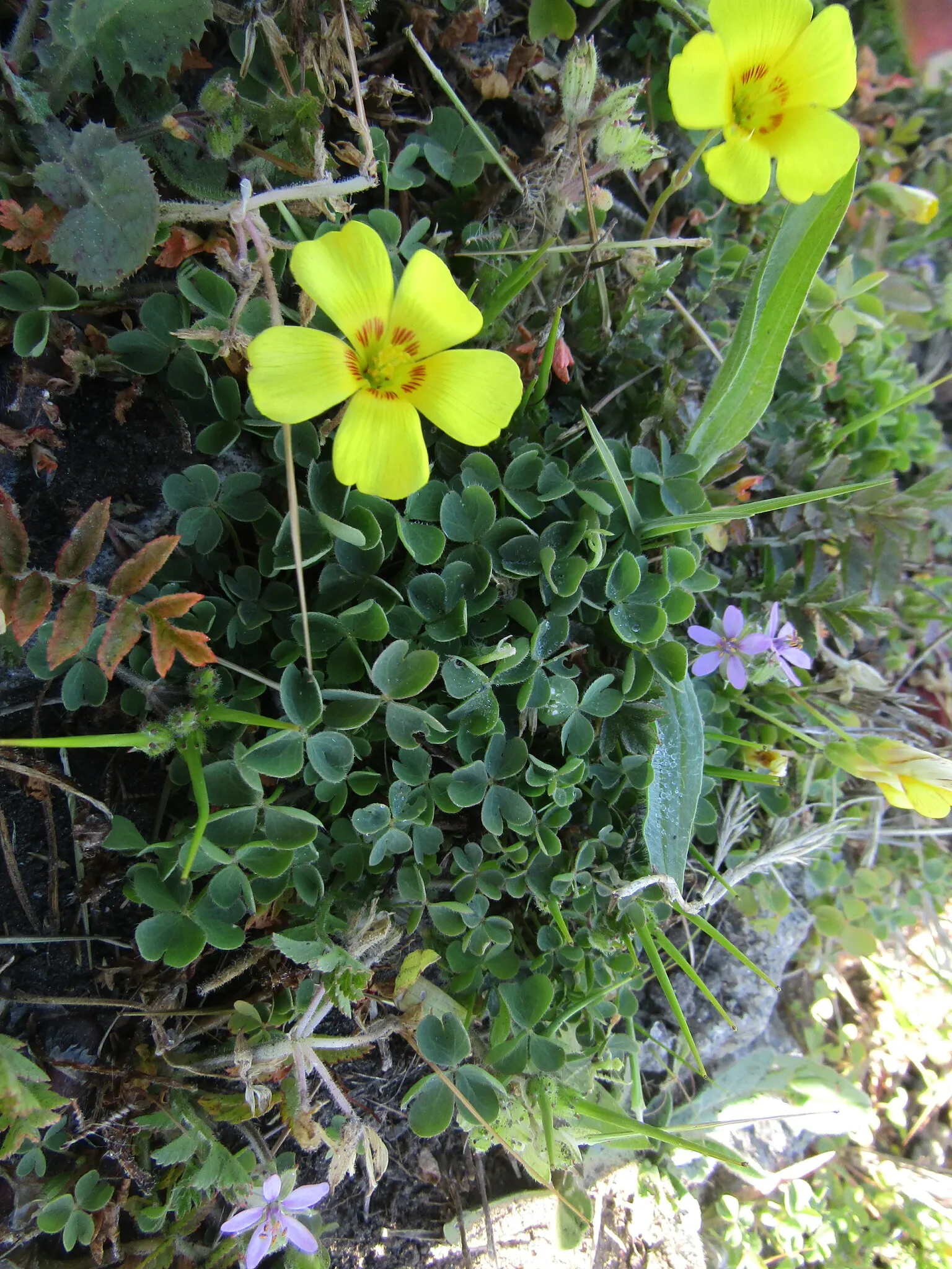 Wood Sorrel (Oxalis Acetosella) — held aloft on stems that rise just above the foliage.<br><br>Wood Sorrel prefers partial to full shade; hardy in, image 69