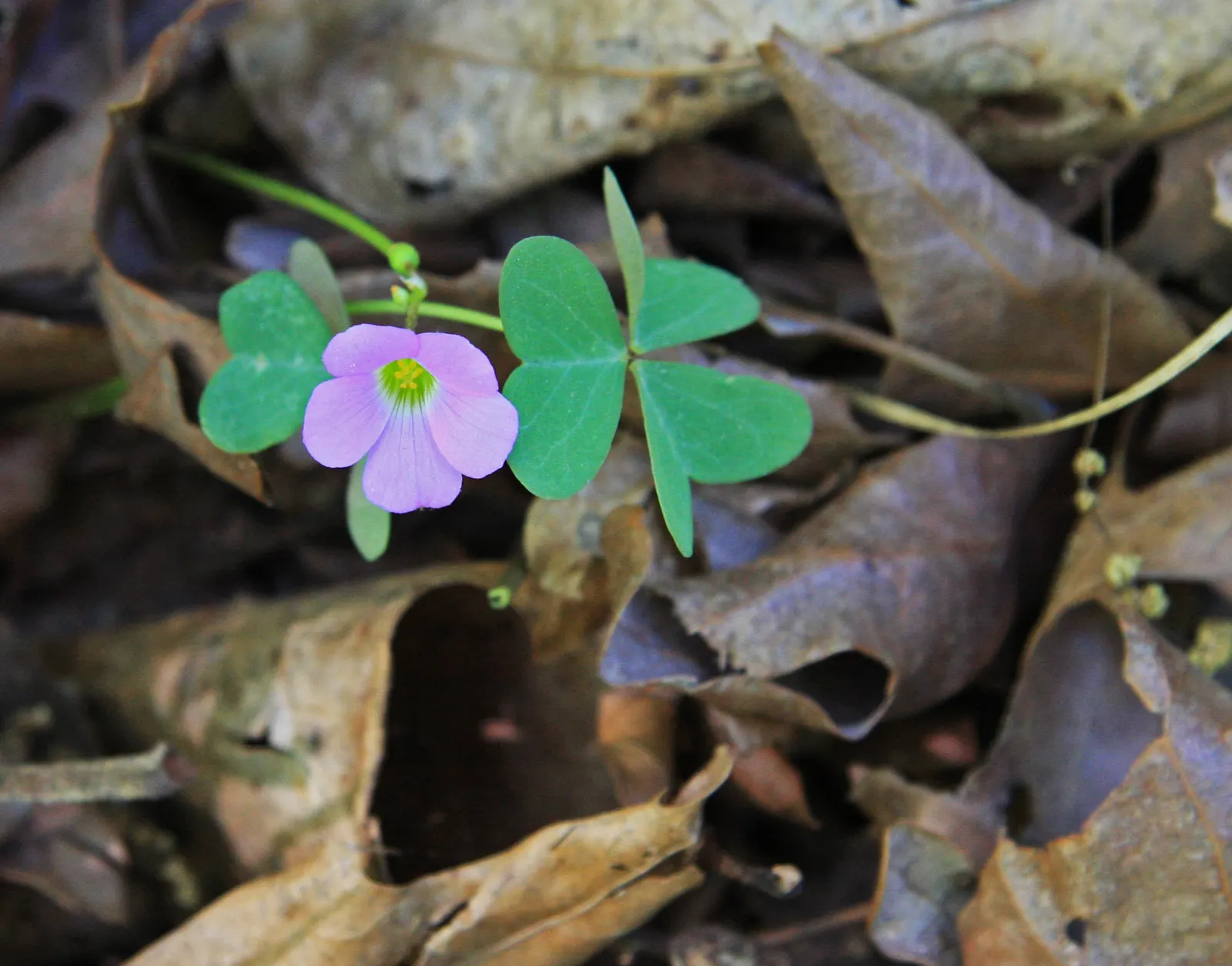 Wood Sorrel (Oxalis Acetosella) — each measuring approximately 0.5 to 1 inch across