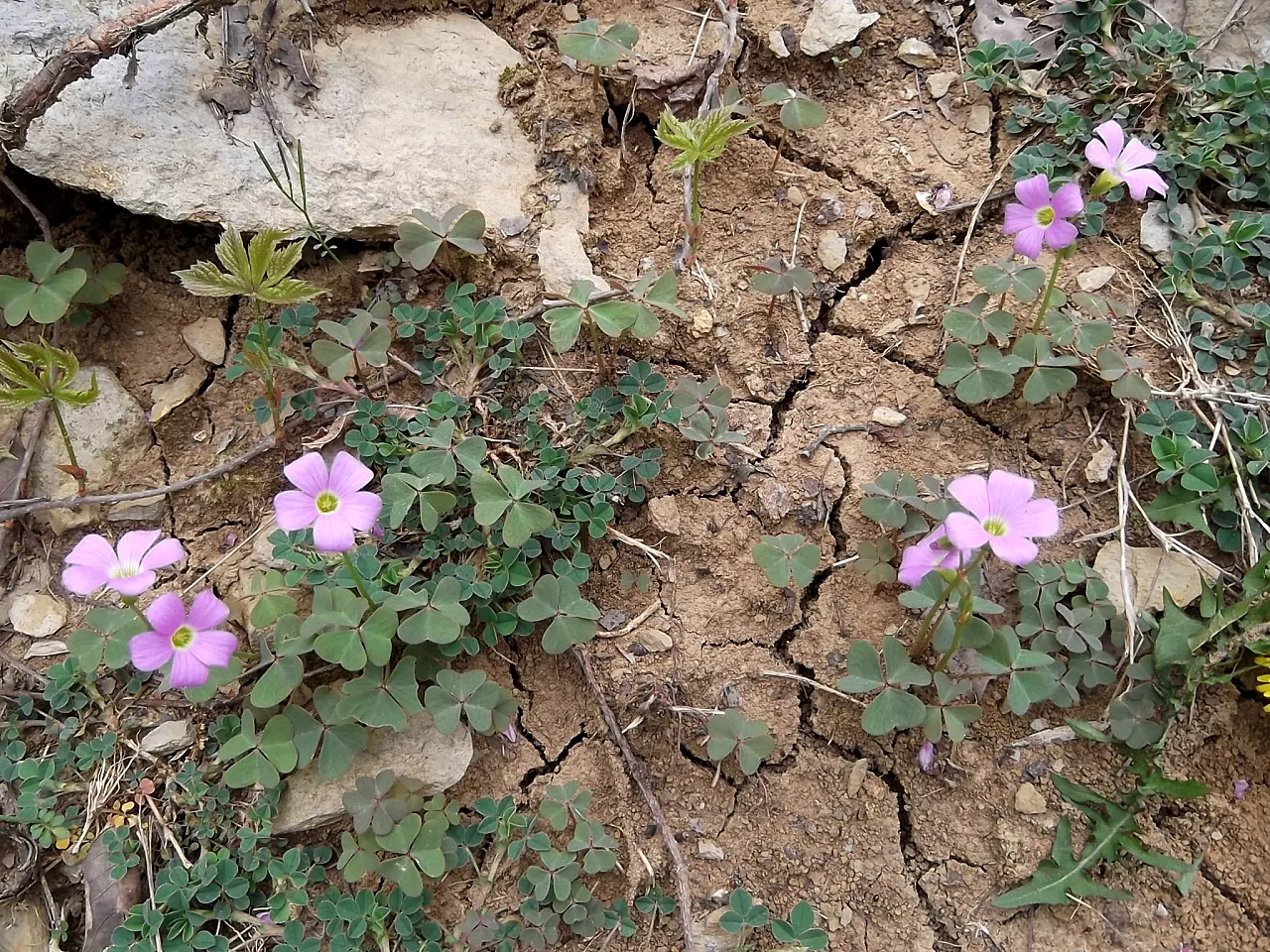 Wood Sorrel (Oxalis Acetosella) — adding a subtle pop of color with their yellow centers; reopening with the light of day.<br><br>When designing a, image 123