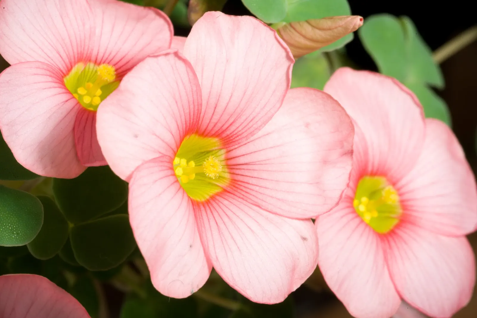 Wood Sorrel (Oxalis Acetosella) — Each flower spans roughly 0.5 to 1 inch in diameter; vibrant green it adds to shaded sections of their garden