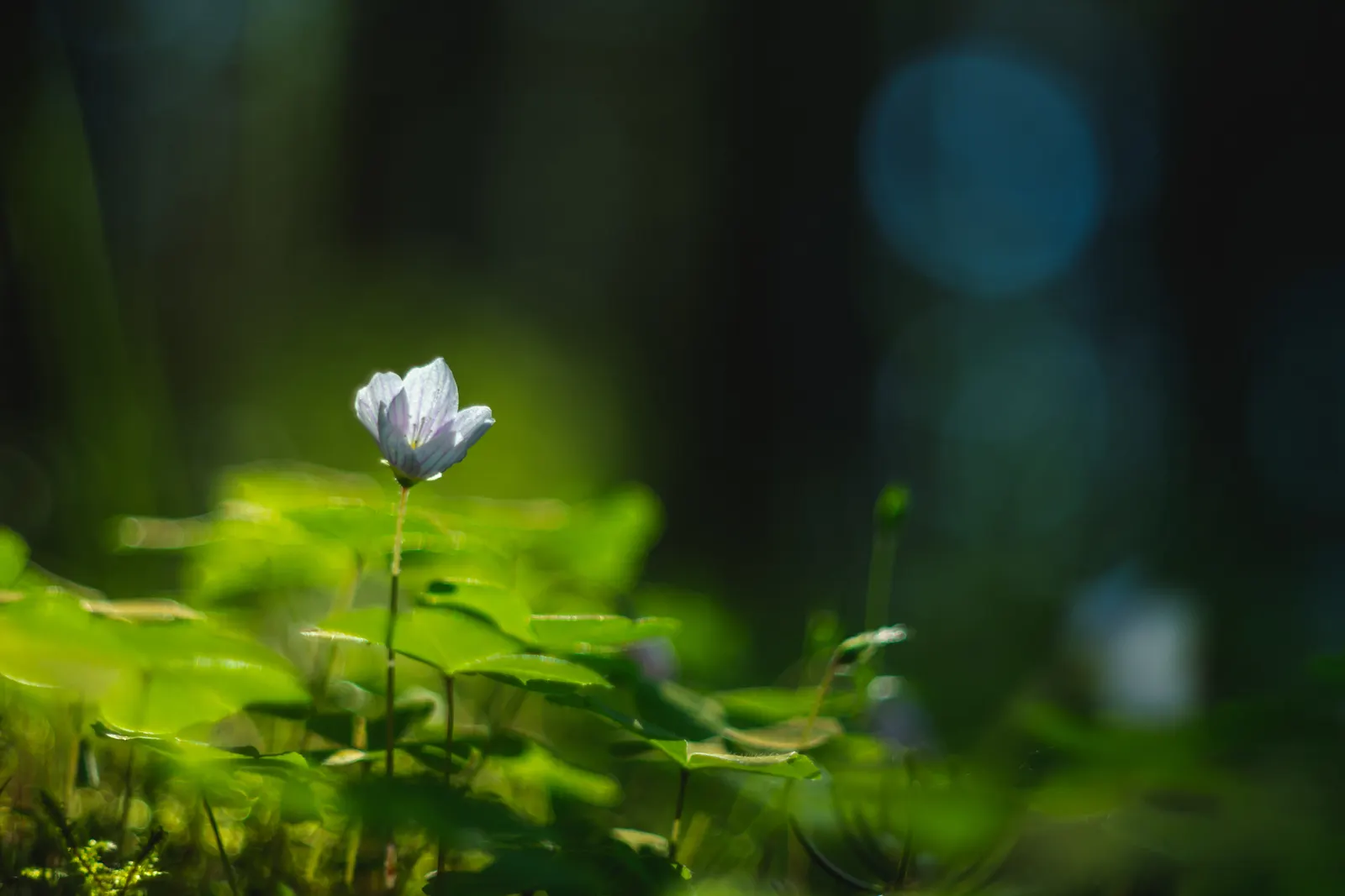 Wood Sorrel (Oxalis Acetosella) — multi-colored and white flowers in the garden; adding a subtle pop of color with their yellow centers, image 82