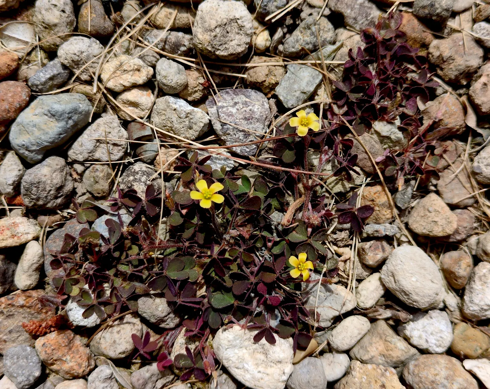 Wood Sorrel (Oxalis Acetosella) — the Wood Sorrel provides a lush