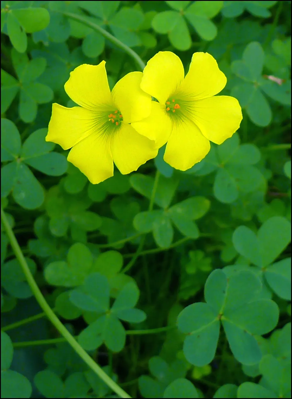 Wood Sorrel (Oxalis Acetosella) — multi-colored and white flowers in the garden; adding a subtle pop of color with their yellow centers