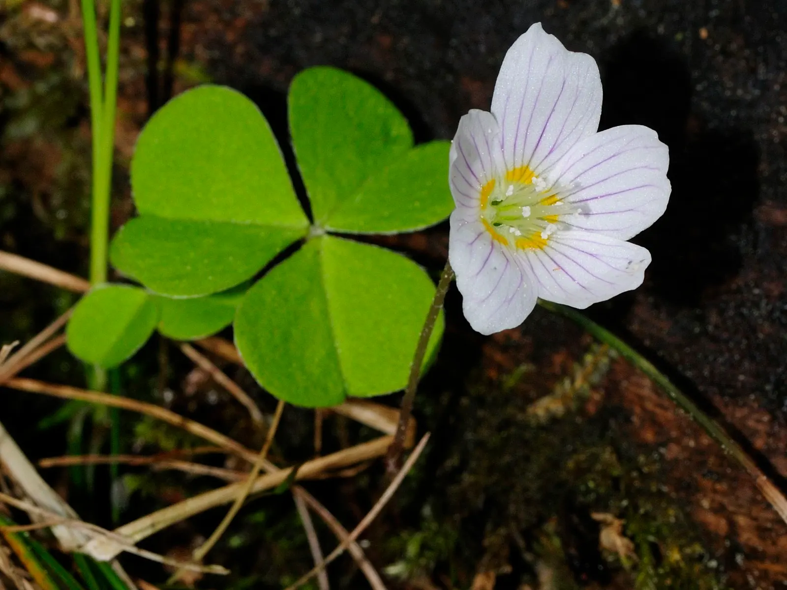 Wood Sorrel (Oxalis Acetosella) — reopening with the light of day.<br><br>When designing a landscape; adding a subtle pop of color with their, image 158