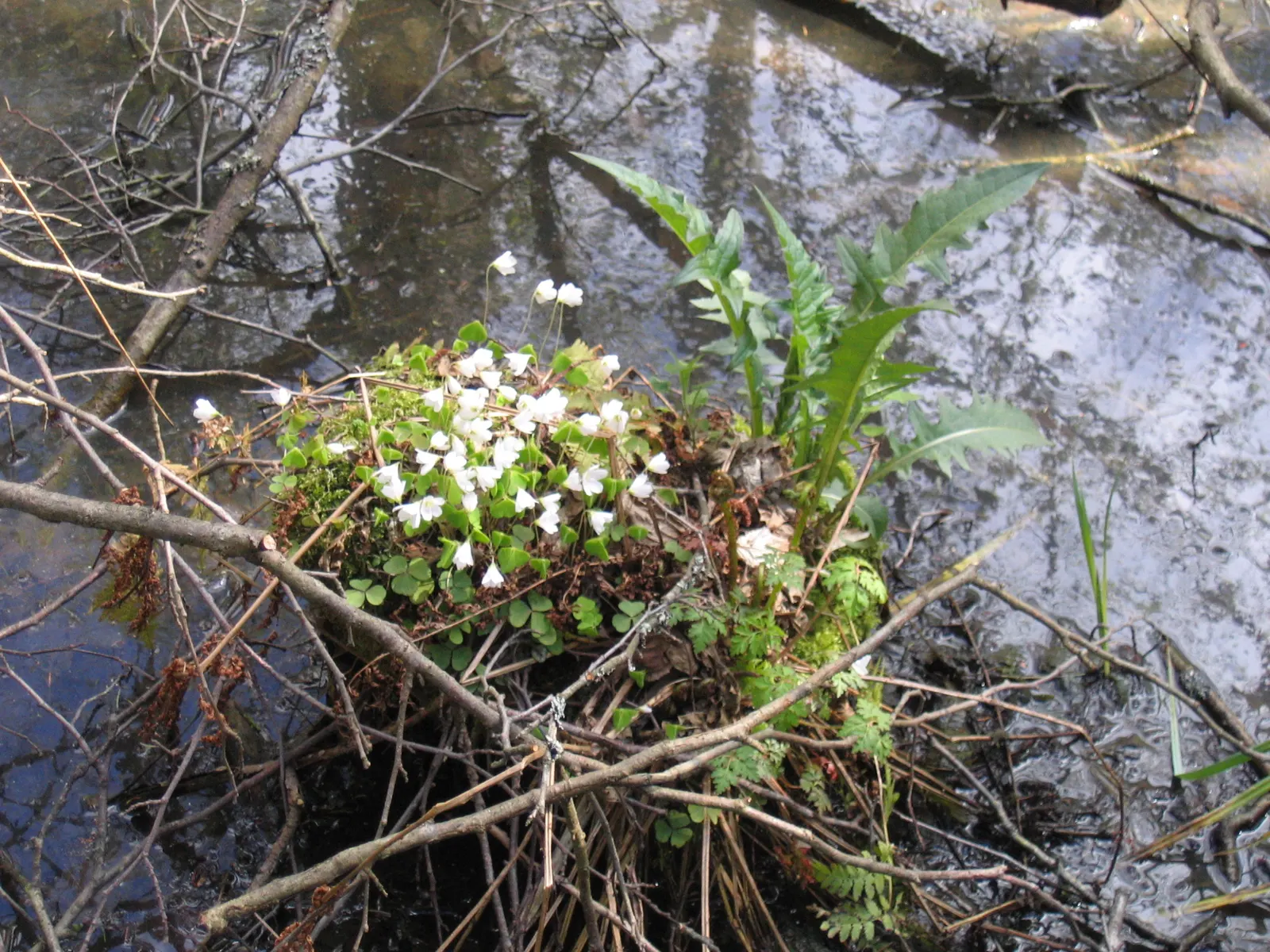 Wood Sorrel (Oxalis Acetosella) — Each flower spans roughly 0.5 to 1 inch in diameter; vibrant green it adds to shaded sections of their garden, image 124