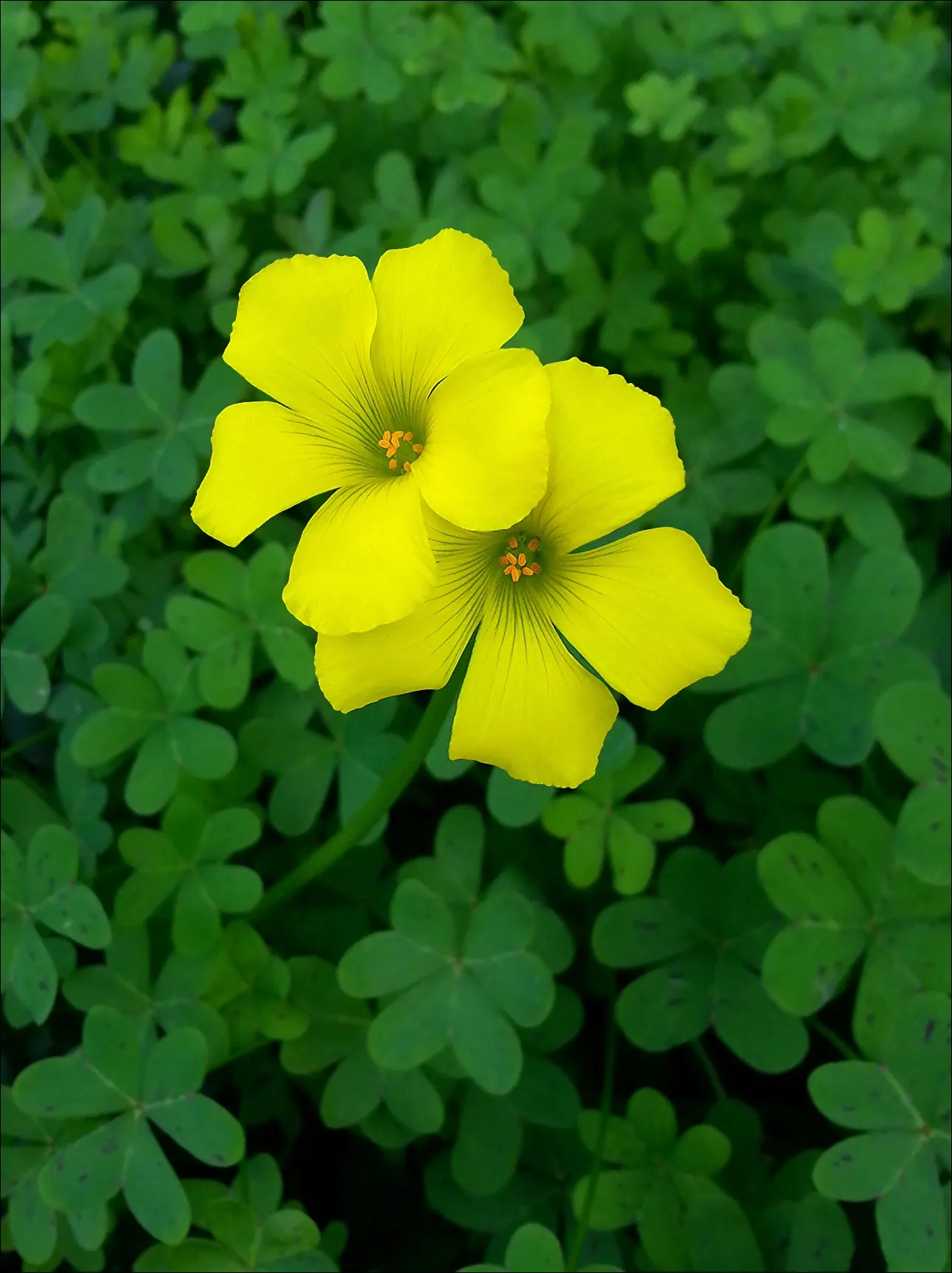 Wood Sorrel (Oxalis Acetosella) — Wood Sorrel can be incorporated as an understory plant paired with ferns; reopening with the light of day.<br><br>When