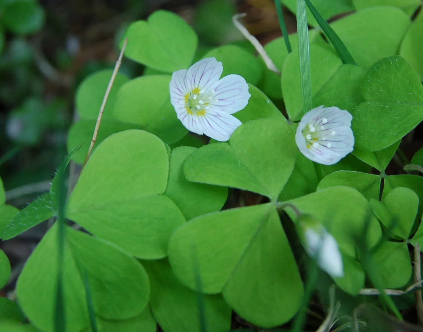 Wood Sorrel (Oxalis Acetosella) — reopening with the light of day.<br><br>When designing a landscape; adding a subtle pop of color with their yellow centers