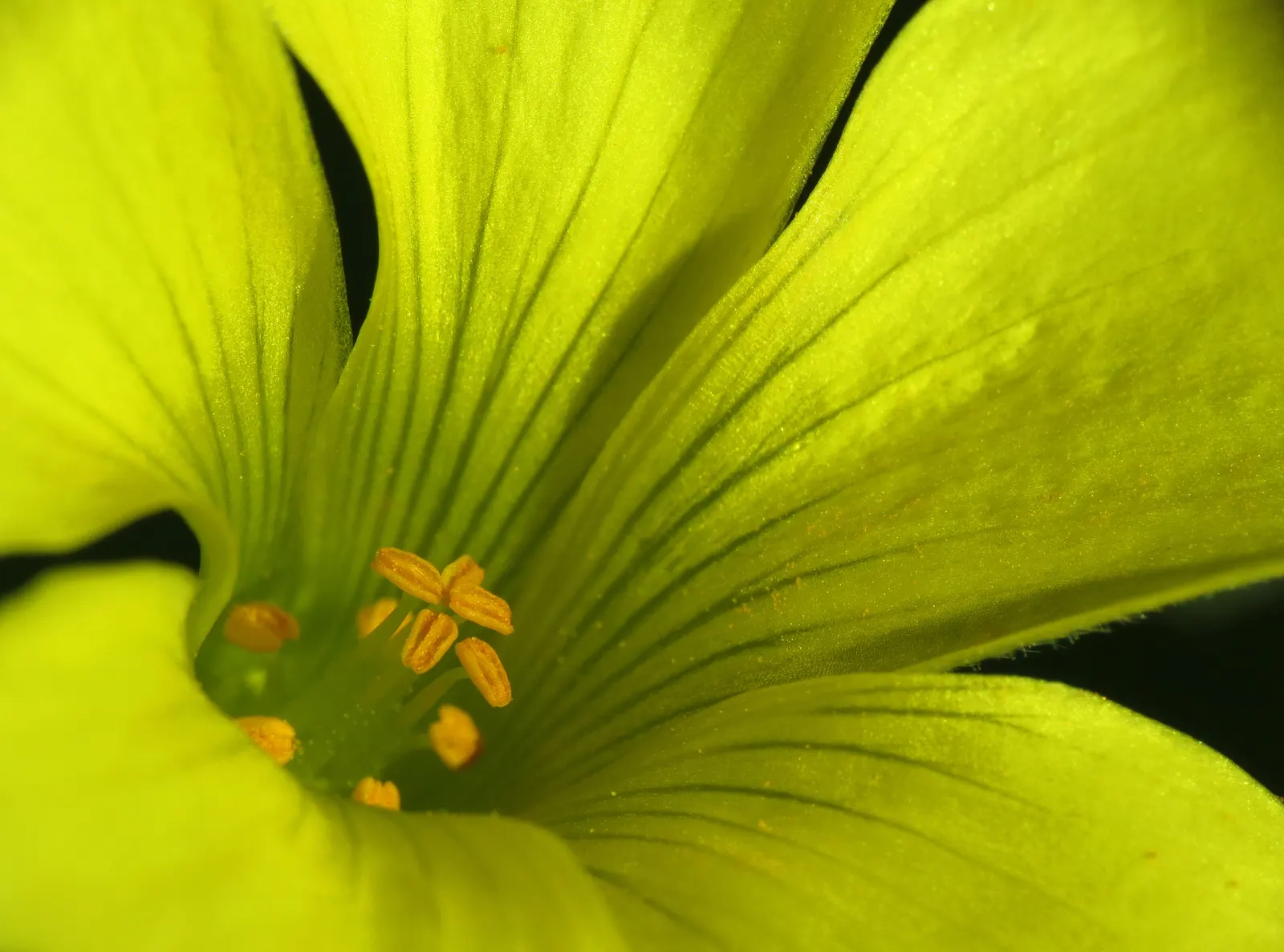 Wood Sorrel (Oxalis Acetosella) — vibrant green it adds to shaded sections of their garden