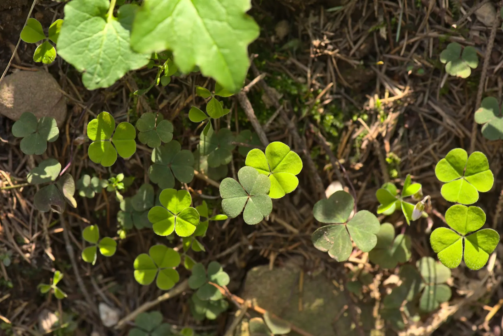Wood Sorrel (Oxalis Acetosella) — Adds whimsical beauty and attracts pollinators in a garden design; hardy in zones 3-9, it spreads through, image 145